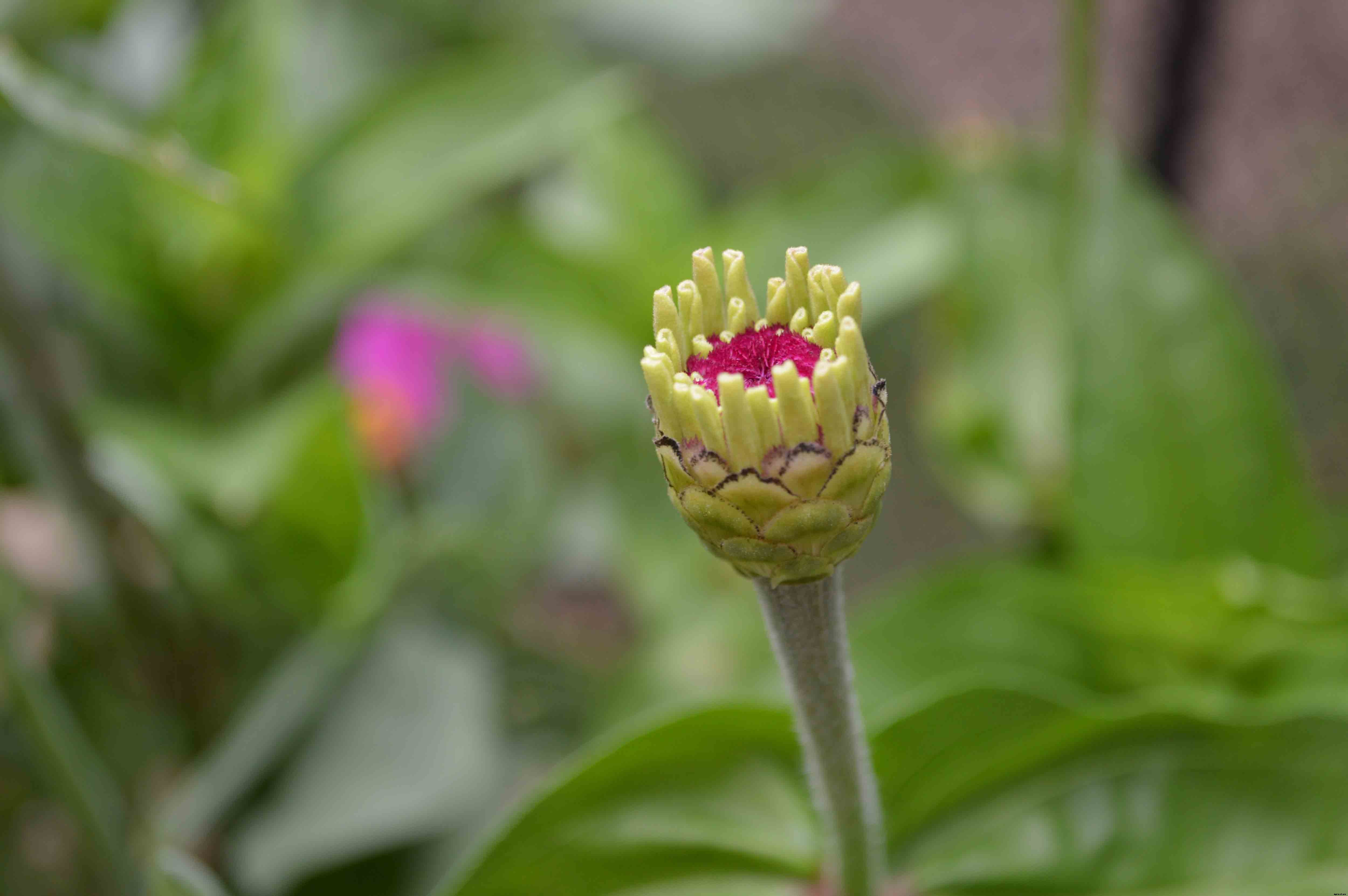 Growing and caring for Zinnias, the complete guide