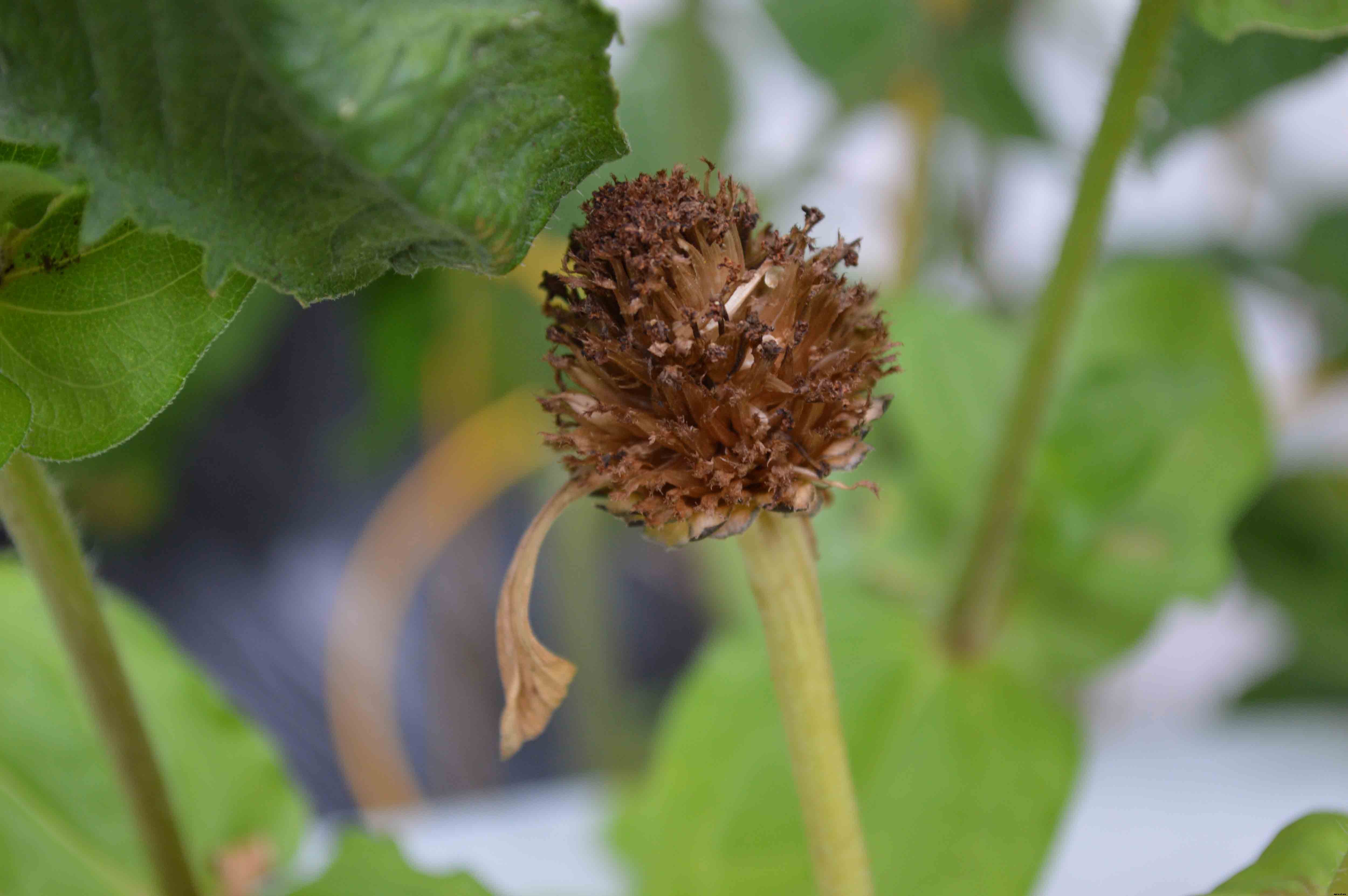 Growing and caring for Zinnias, the complete guide