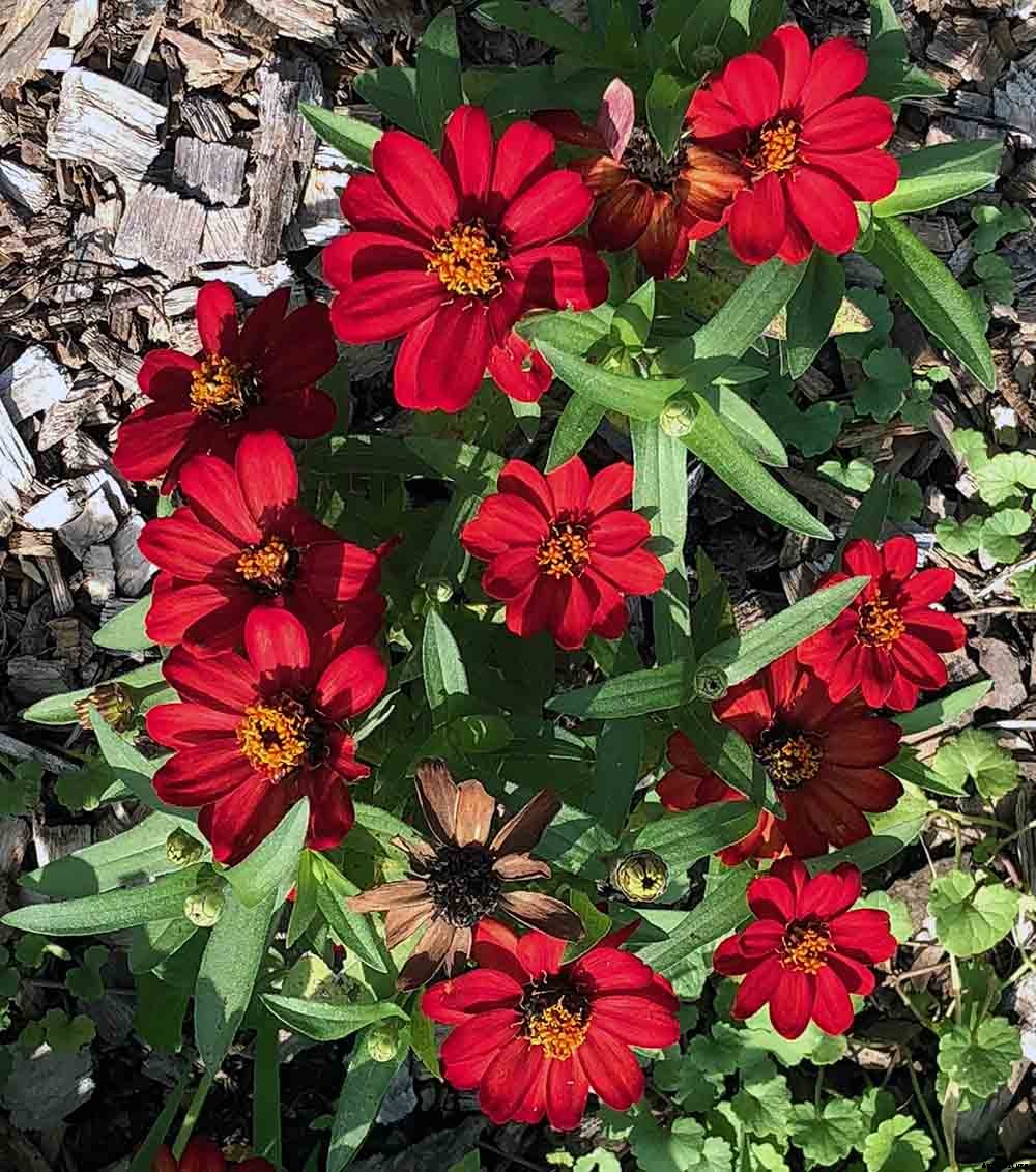 Growing and caring for Zinnias, the complete guide