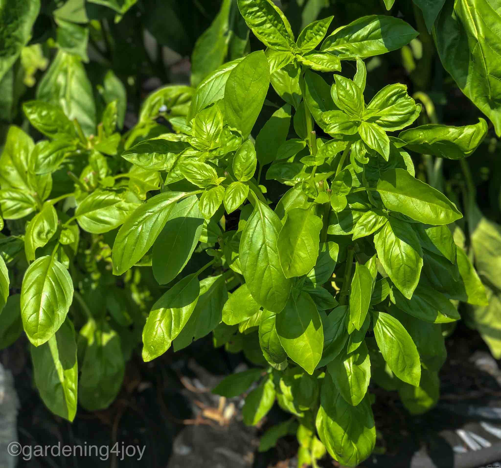 How to successfully grow basil in your home garden