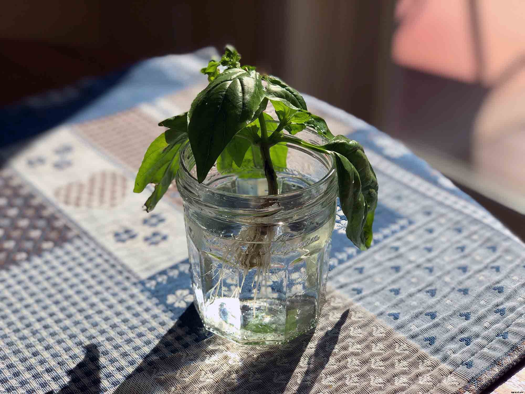 How to successfully grow basil in your home garden
