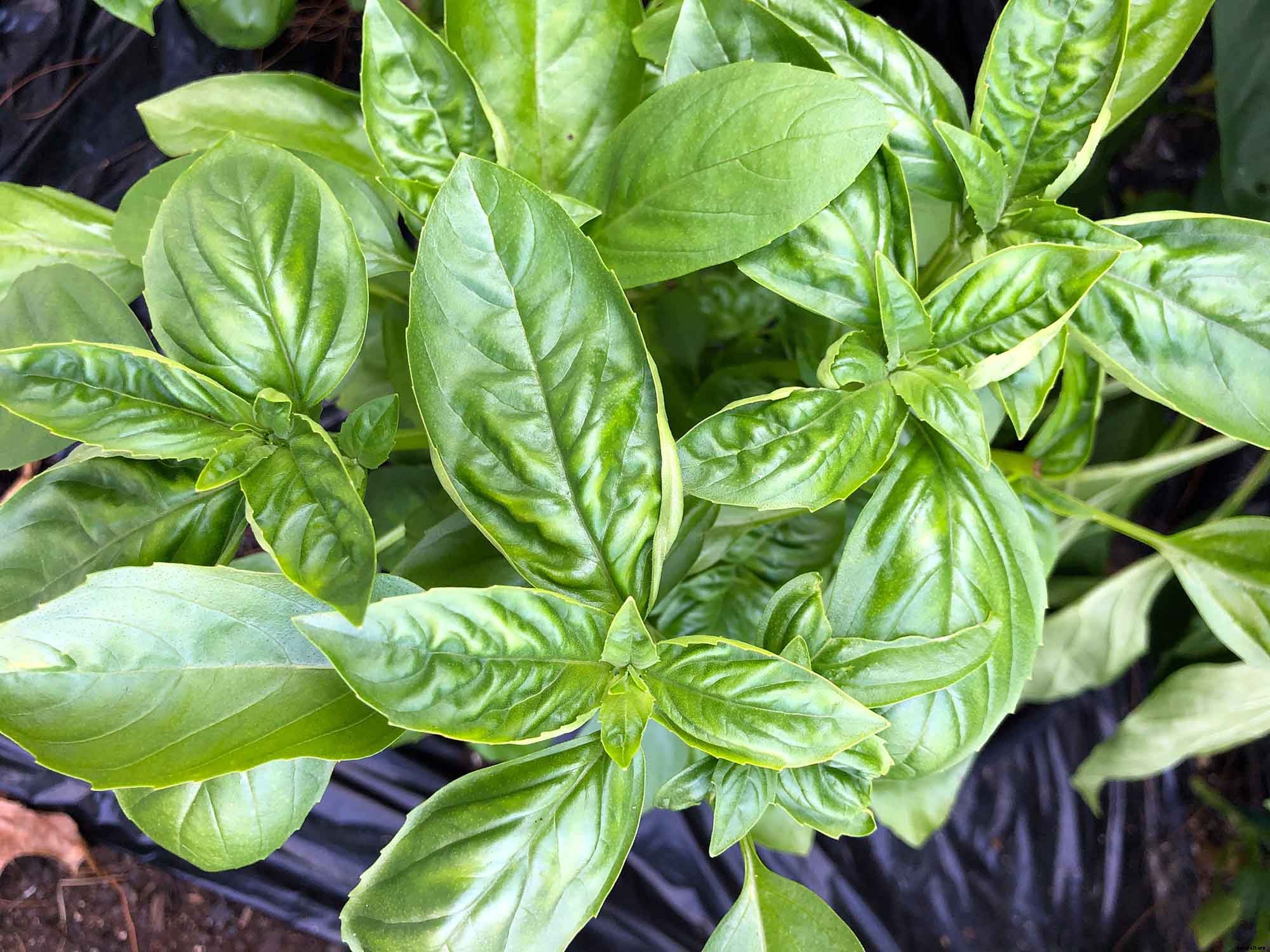 How to successfully grow basil in your home garden