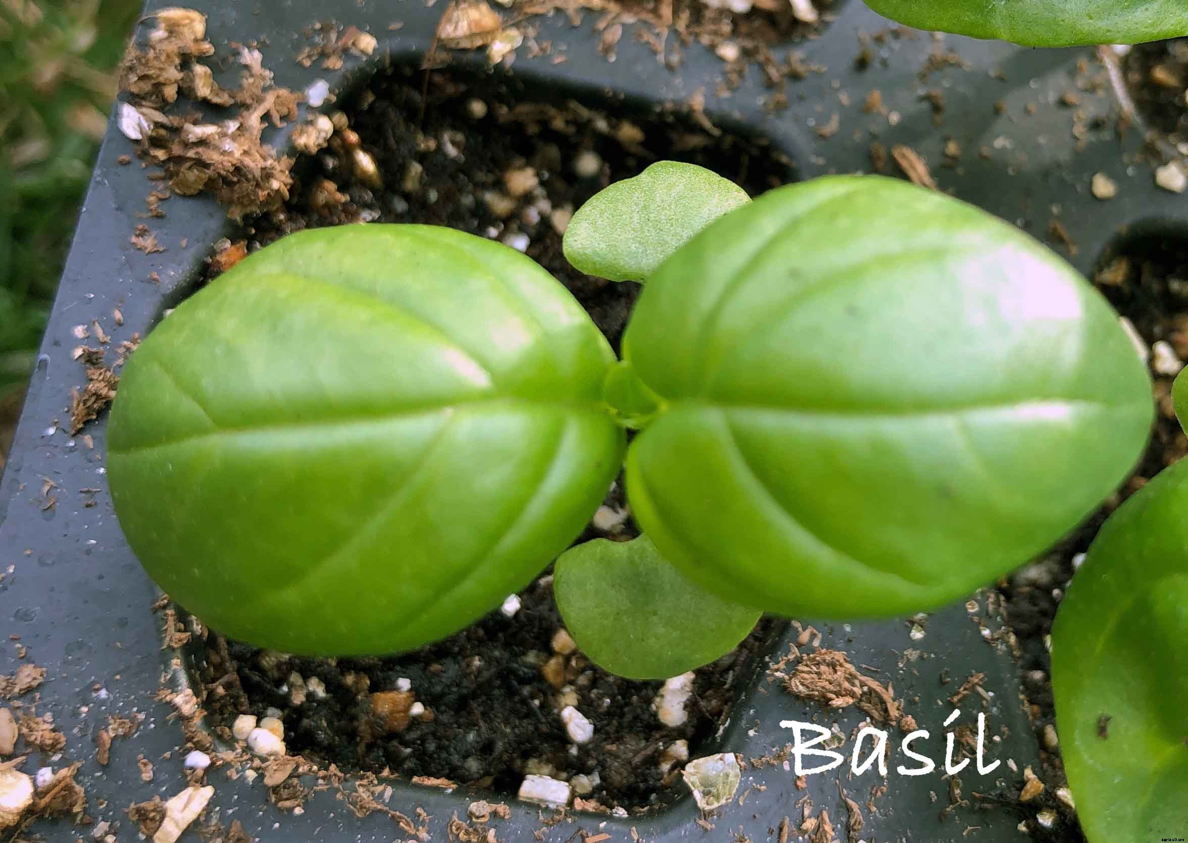 How to successfully grow basil in your home garden