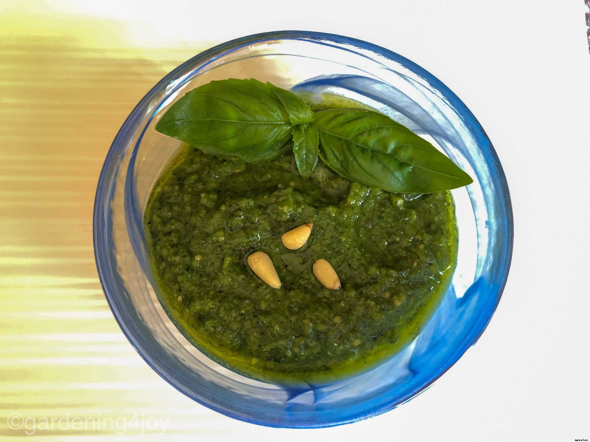 How to successfully grow basil in your home garden