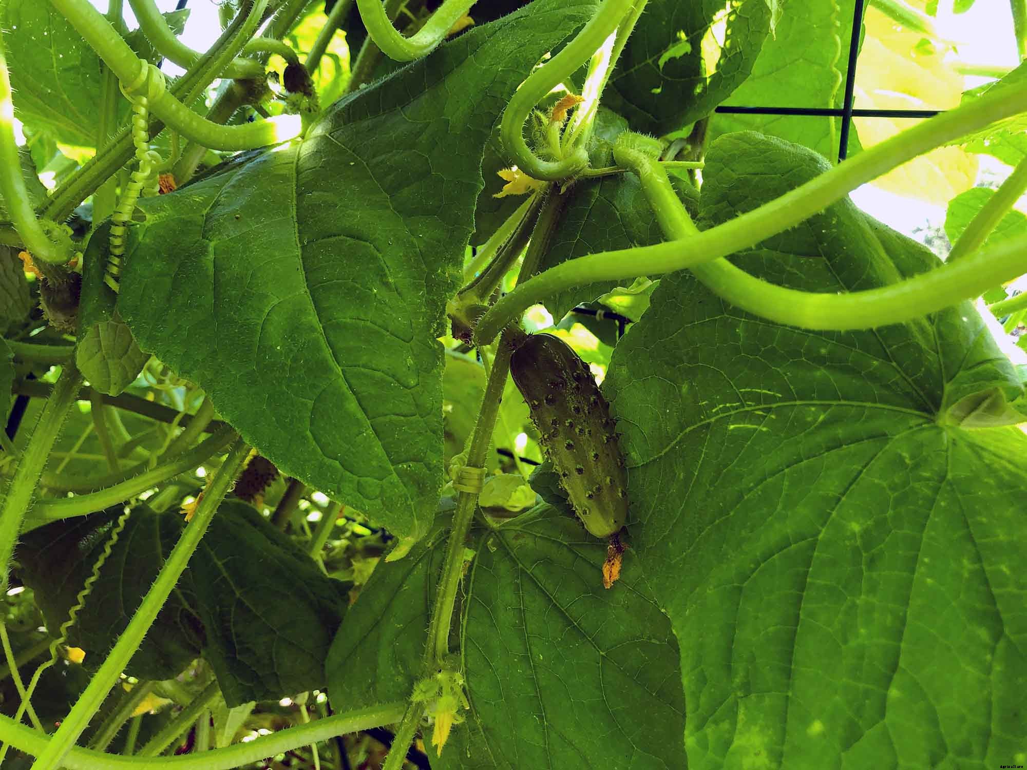 How to successfully grow cucumbers in your home garden
