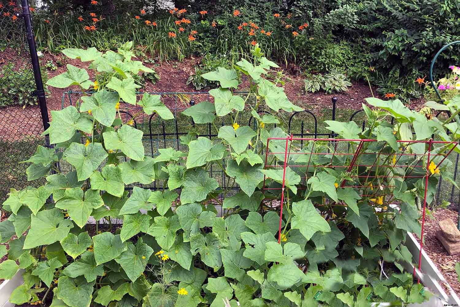 How to successfully grow cucumbers in your home garden