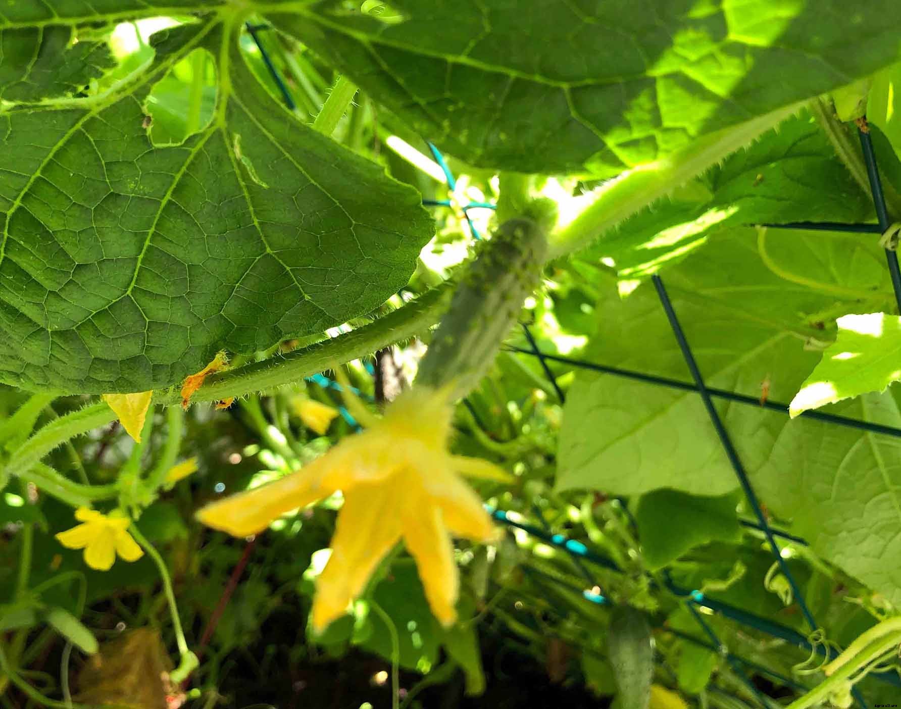 How to successfully grow cucumbers in your home garden