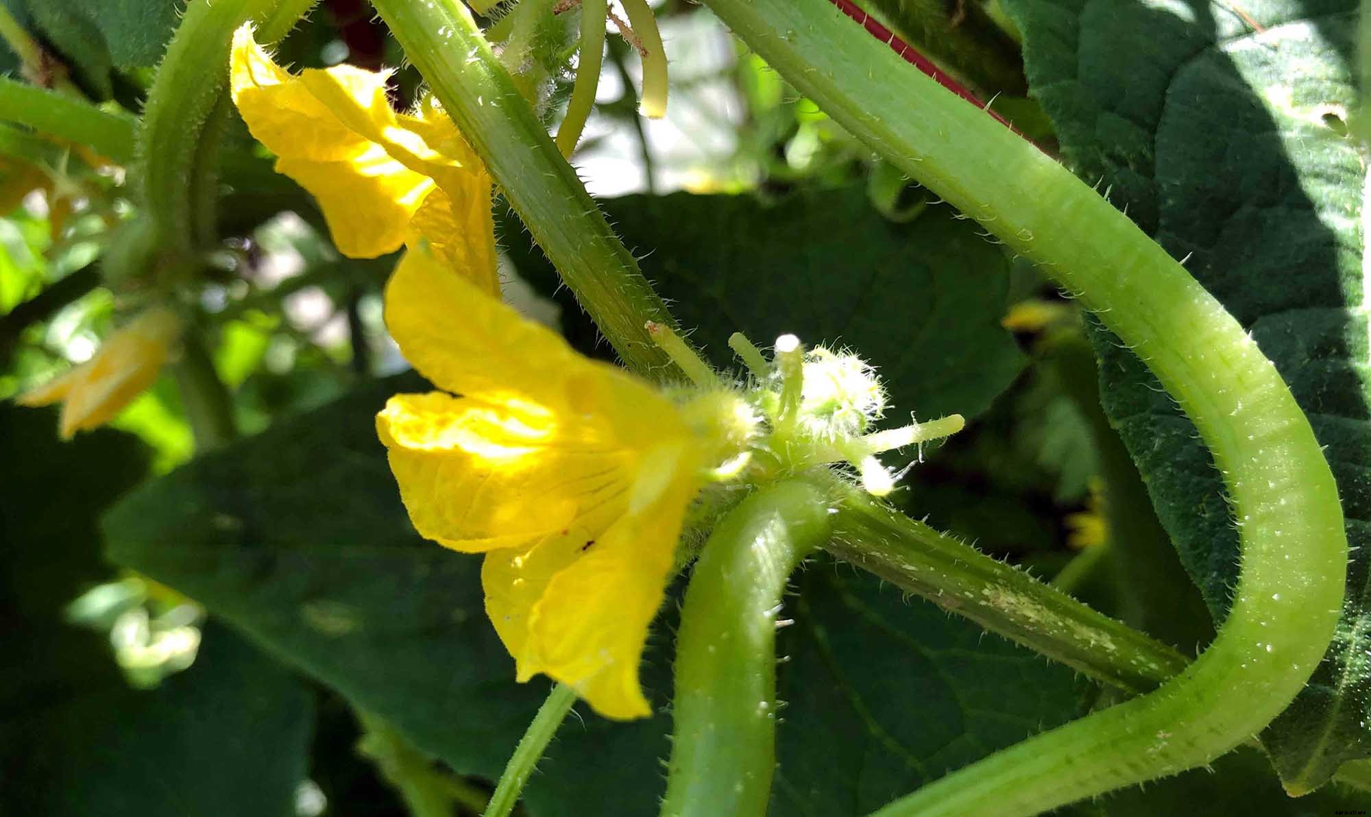 How to successfully grow cucumbers in your home garden