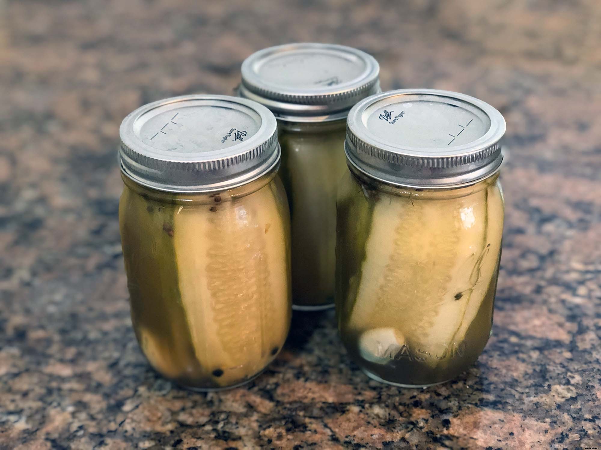 How to successfully grow cucumbers in your home garden