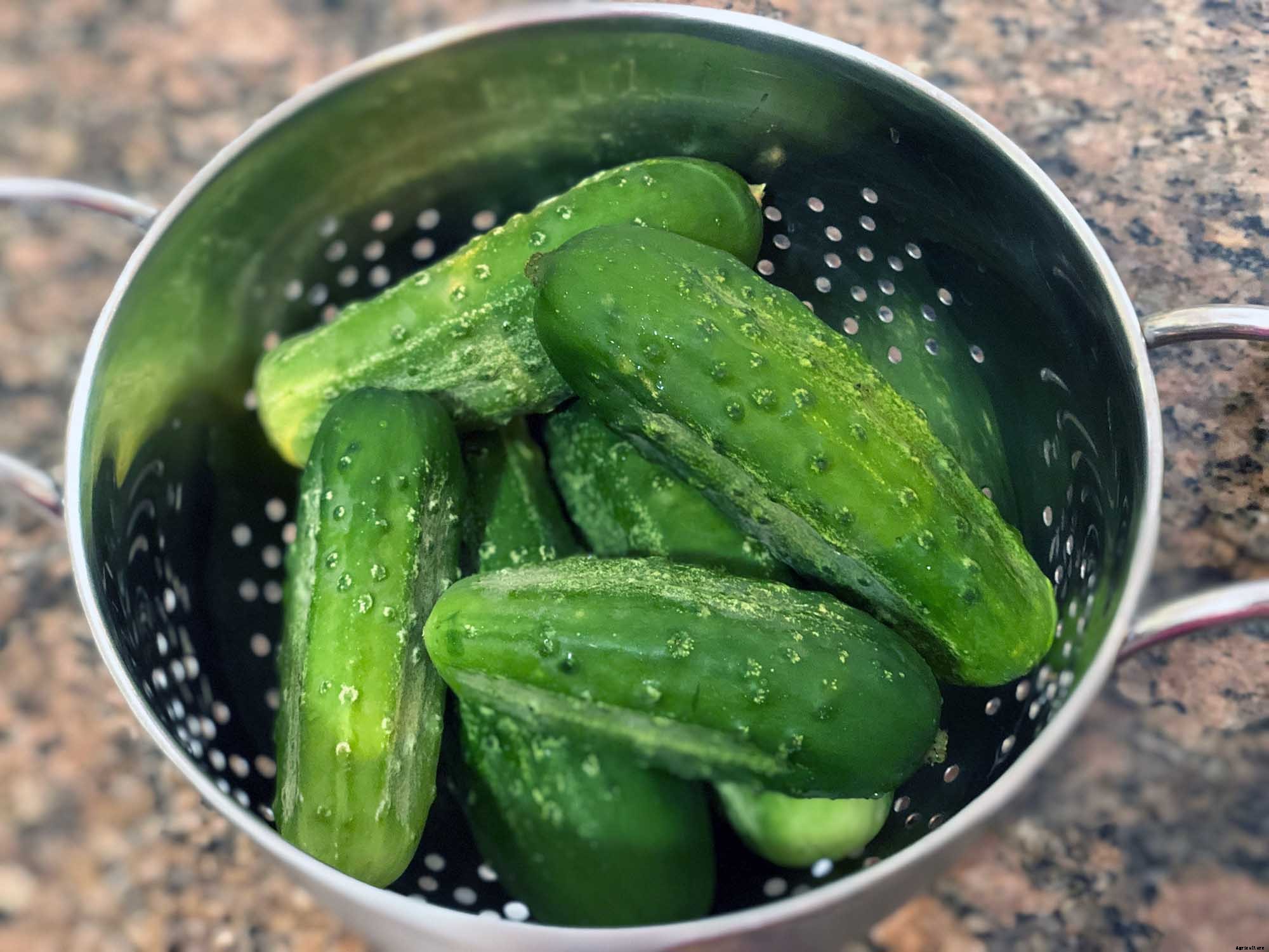 How to successfully grow cucumbers in your home garden