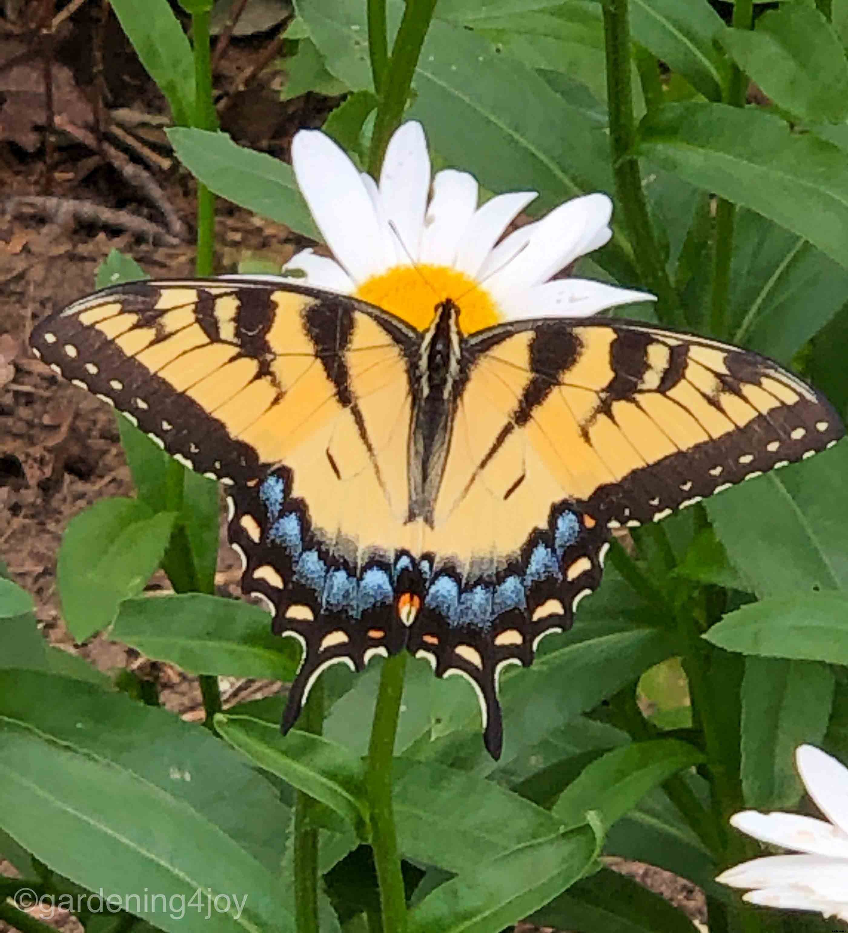 Managing garden pests with an integrated approach