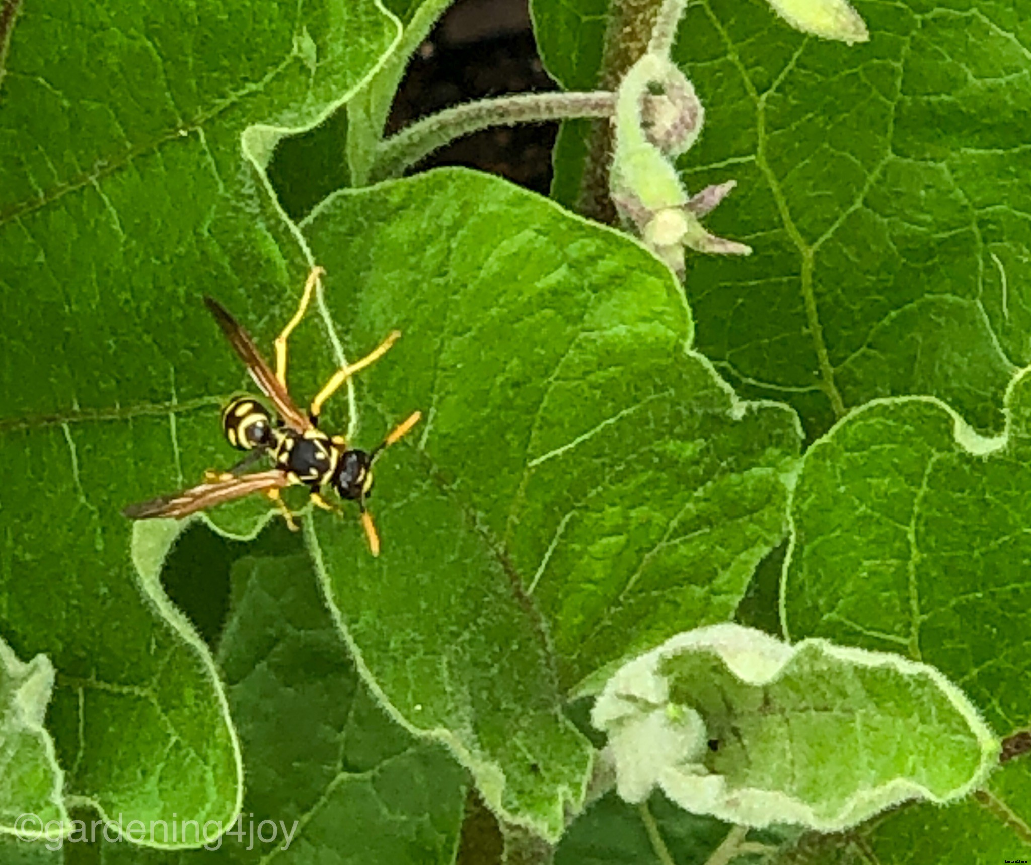 Managing garden pests with an integrated approach