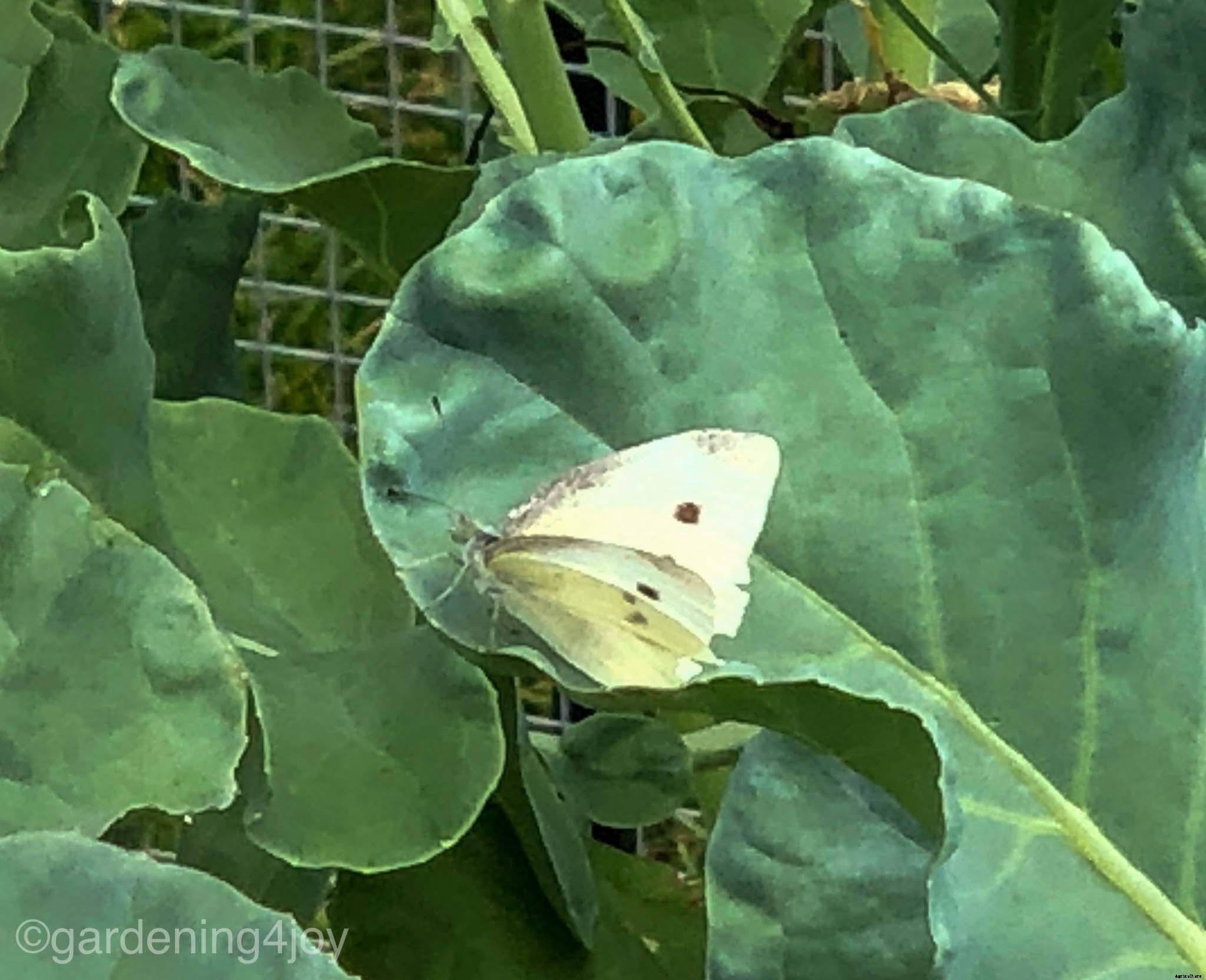 Managing garden pests with an integrated approach