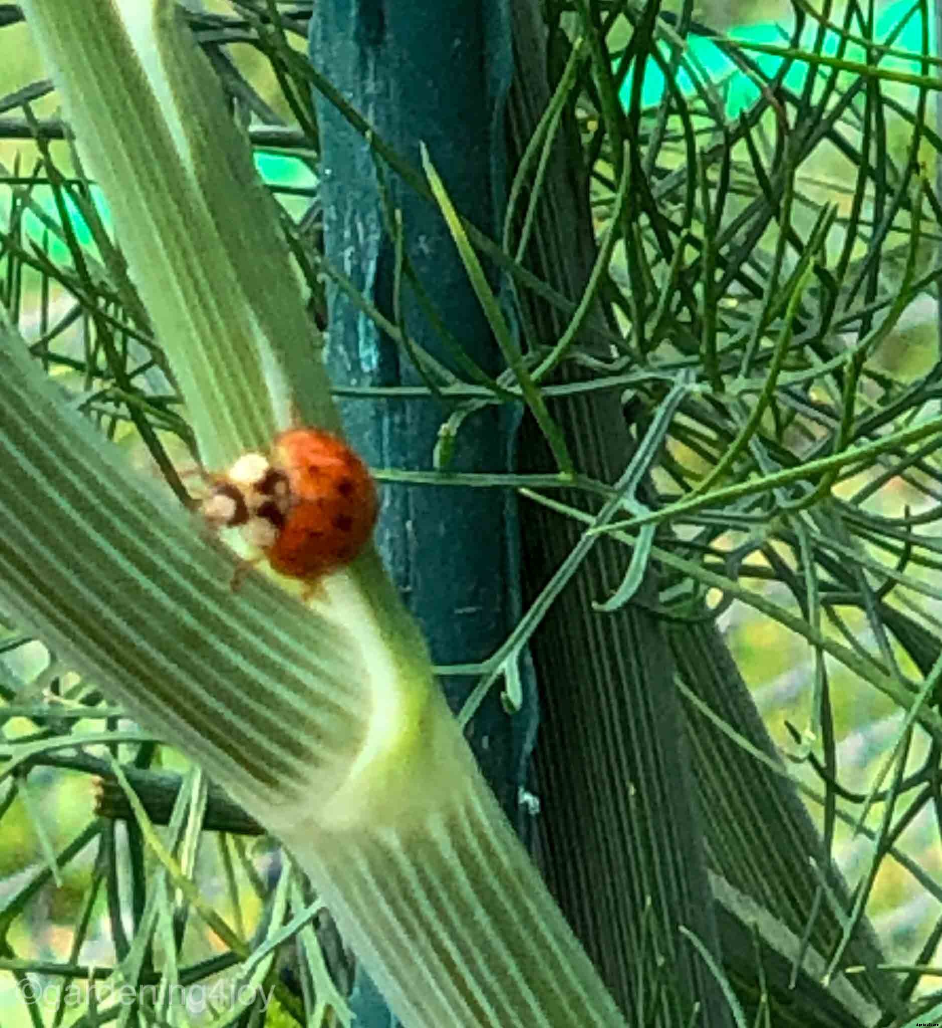 Managing garden pests with an integrated approach