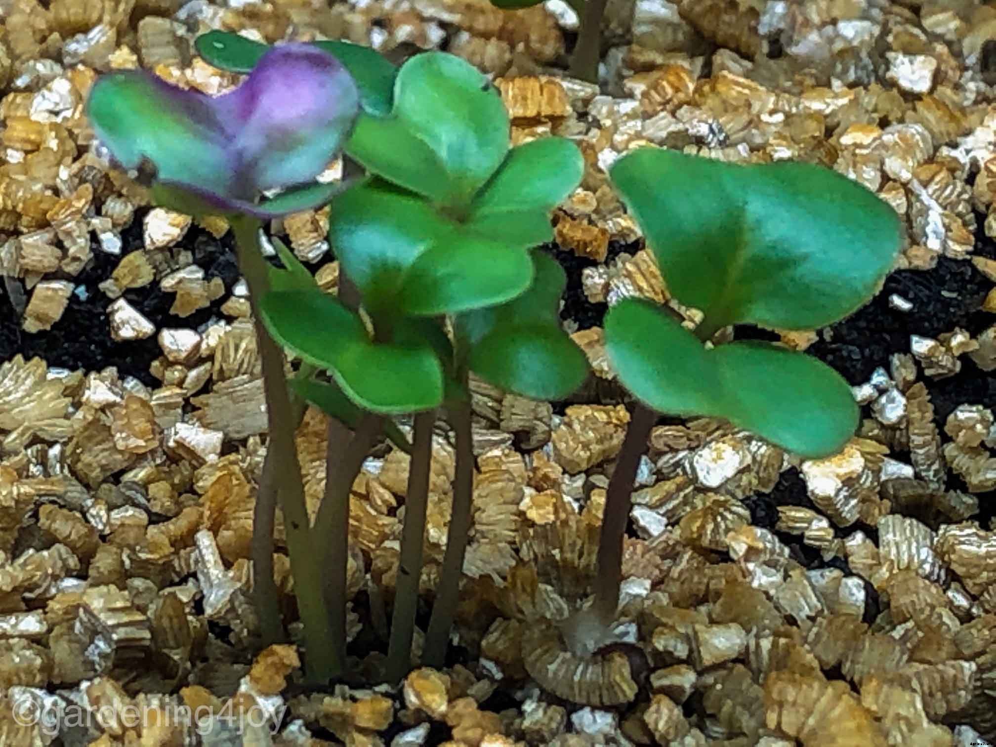 Four essential tools for starting seedlings