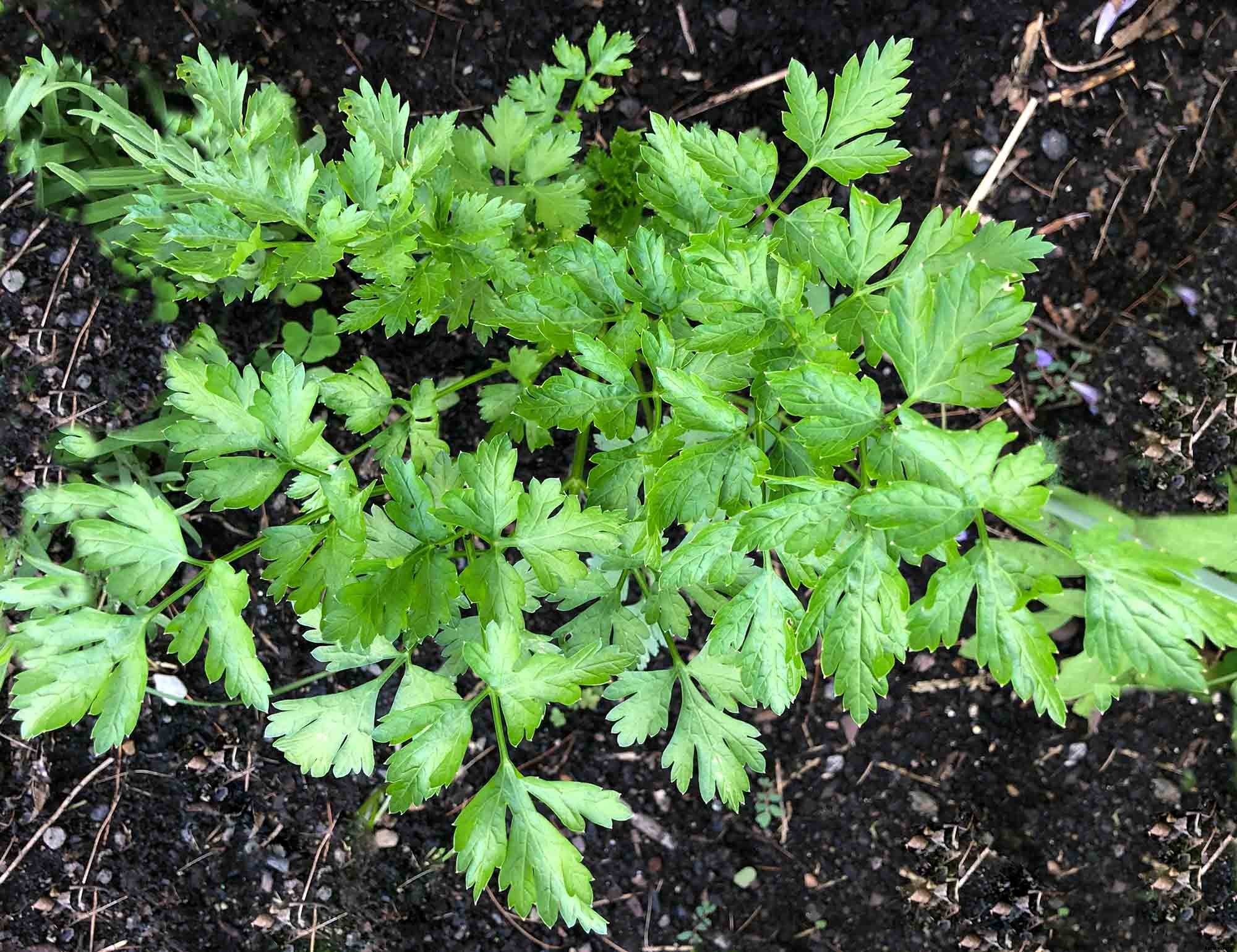 How to successfully grow parsley in your home garden