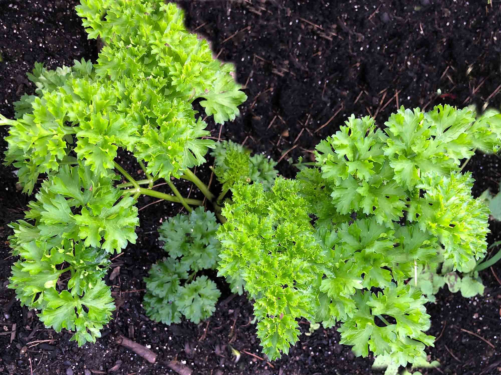 How to successfully grow parsley in your home garden