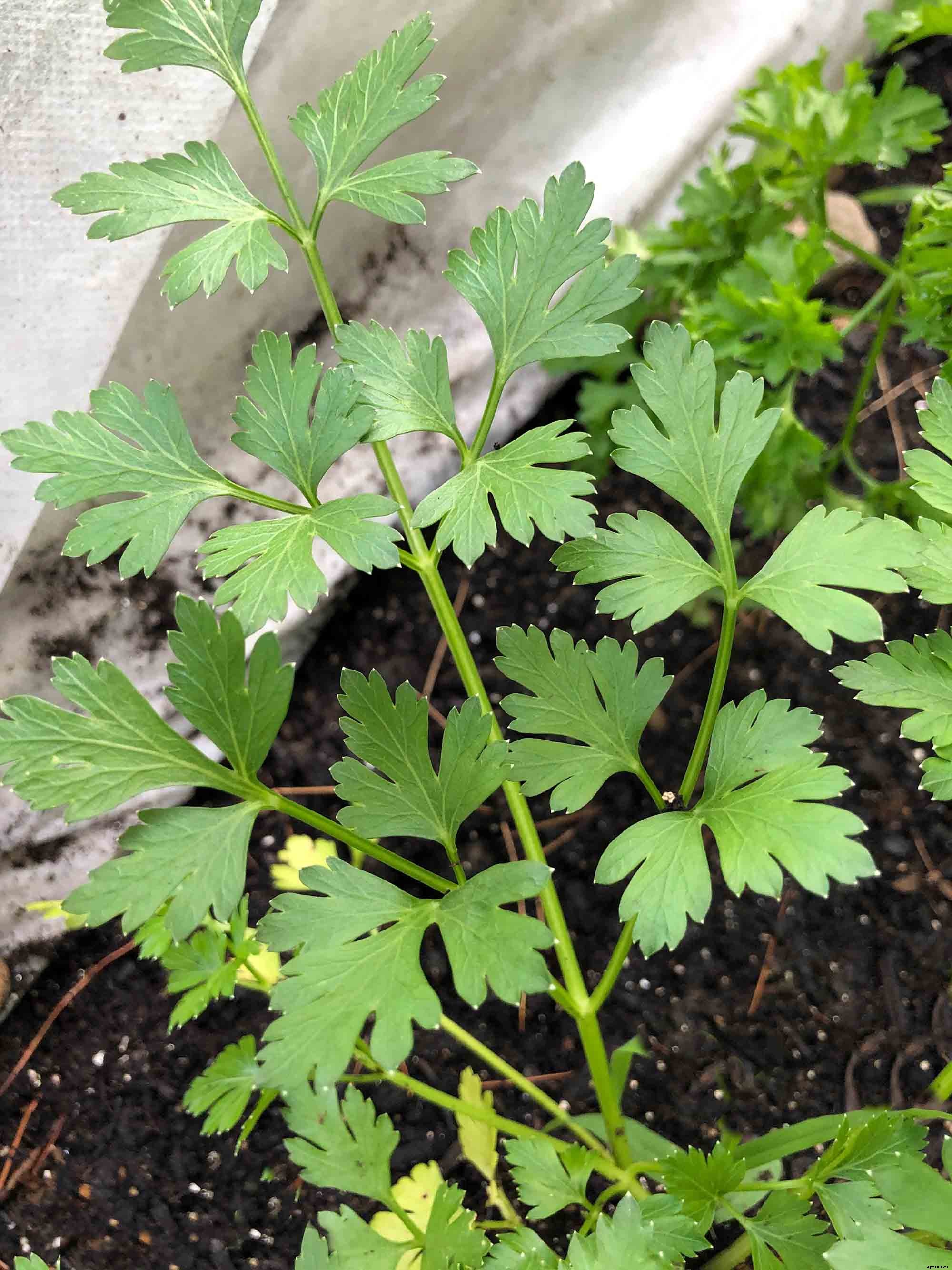 How to successfully grow parsley in your home garden