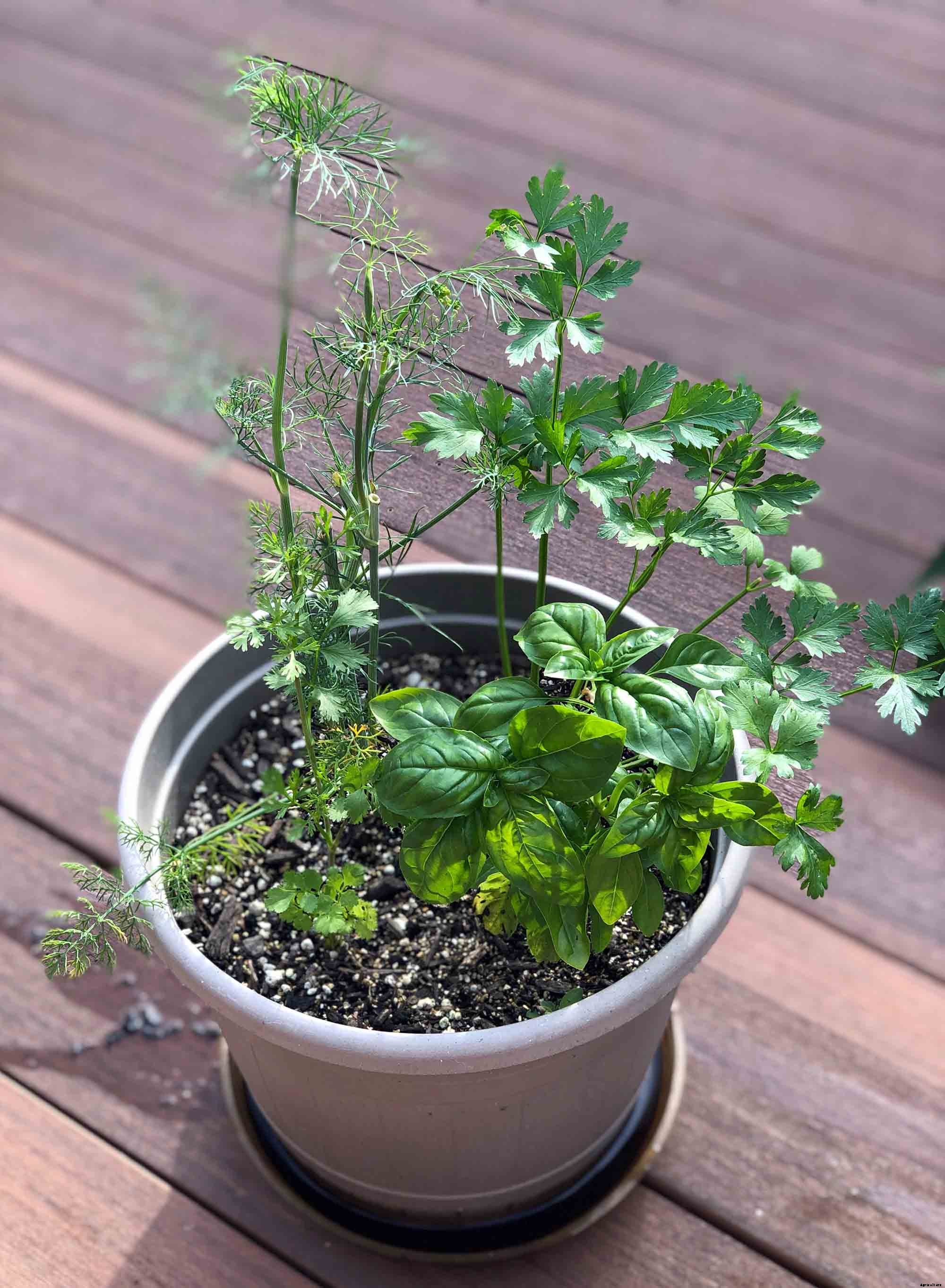 How to successfully grow parsley in your home garden
