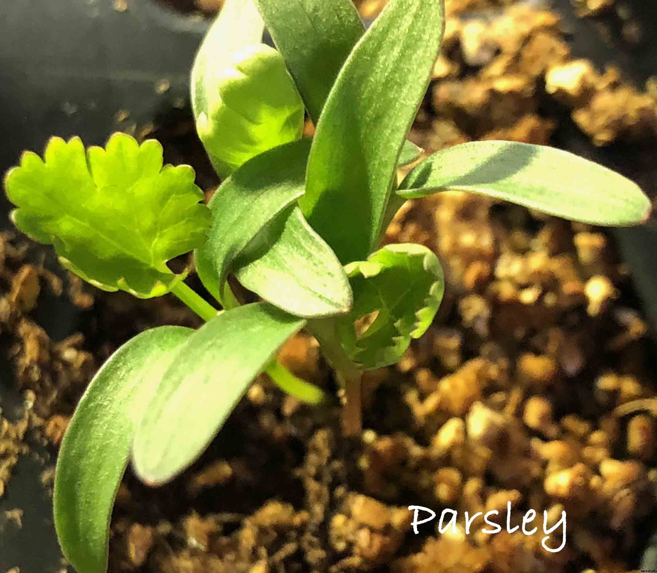 How to successfully grow parsley in your home garden