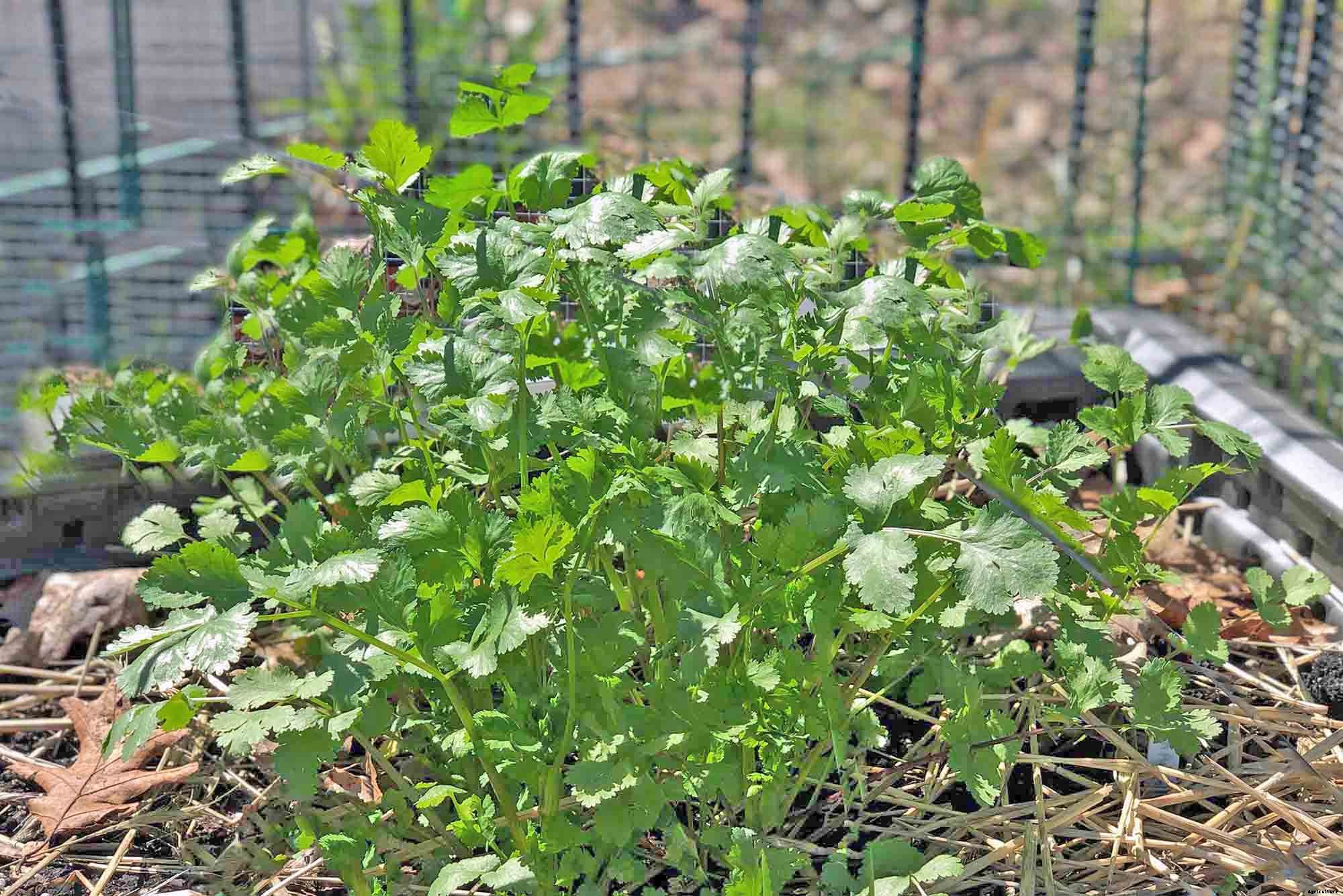 How to successfully grow cilantro/coriander in your garden