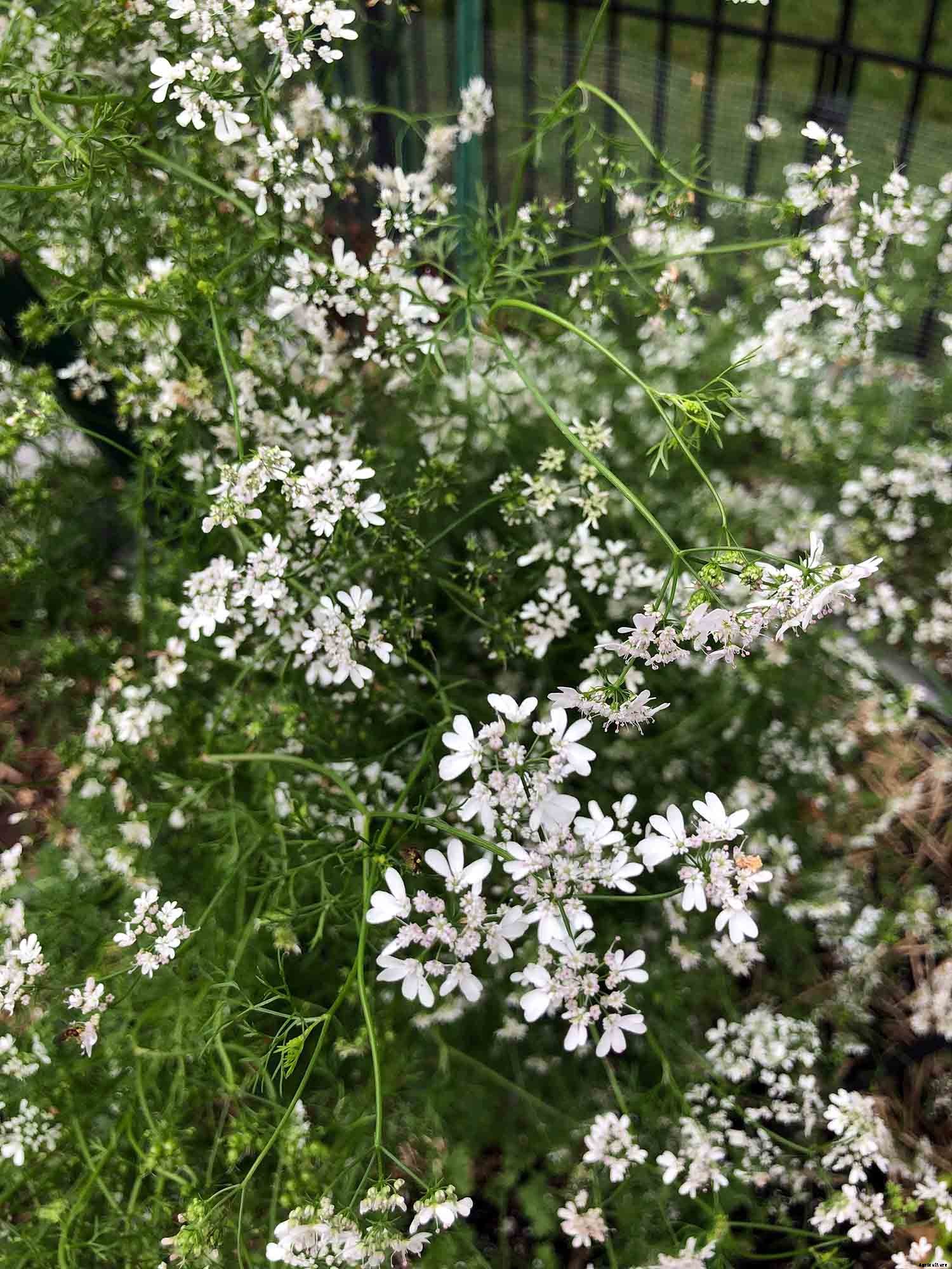 How to successfully grow cilantro/coriander in your garden