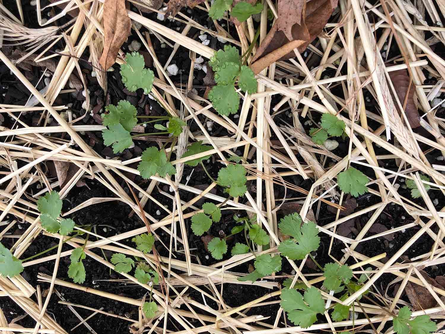 How to successfully grow cilantro/coriander in your garden