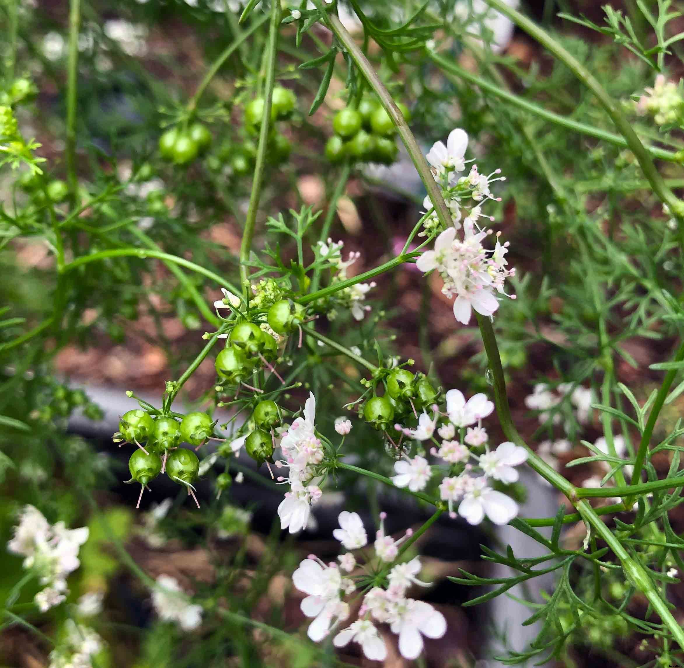 How to successfully grow cilantro/coriander in your garden