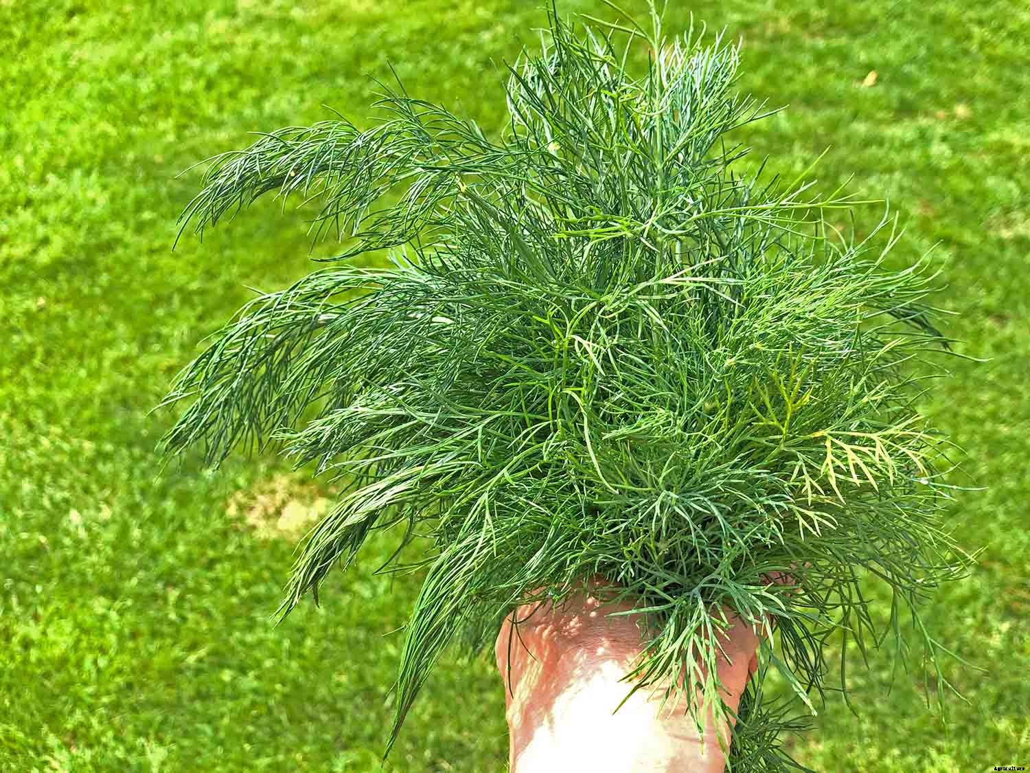How to successfully grow dill in your garden