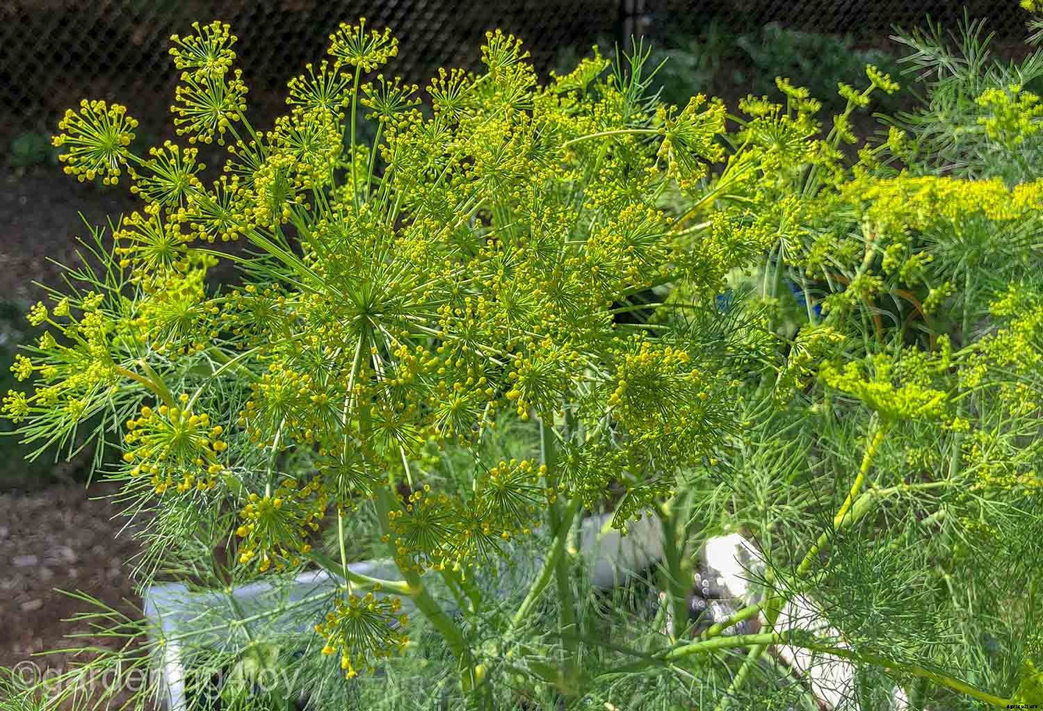 How to successfully grow dill in your garden
