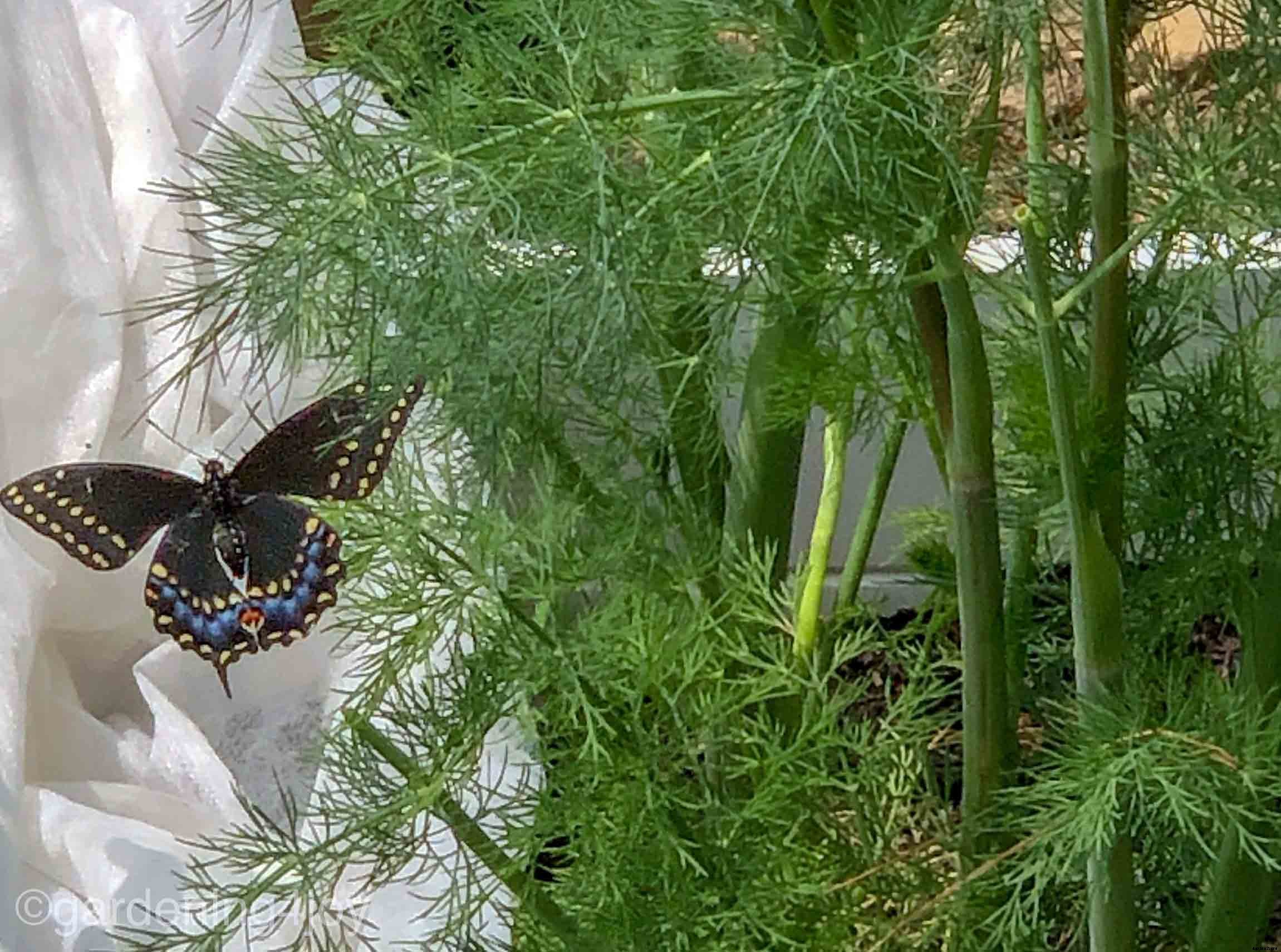 How to successfully grow dill in your garden