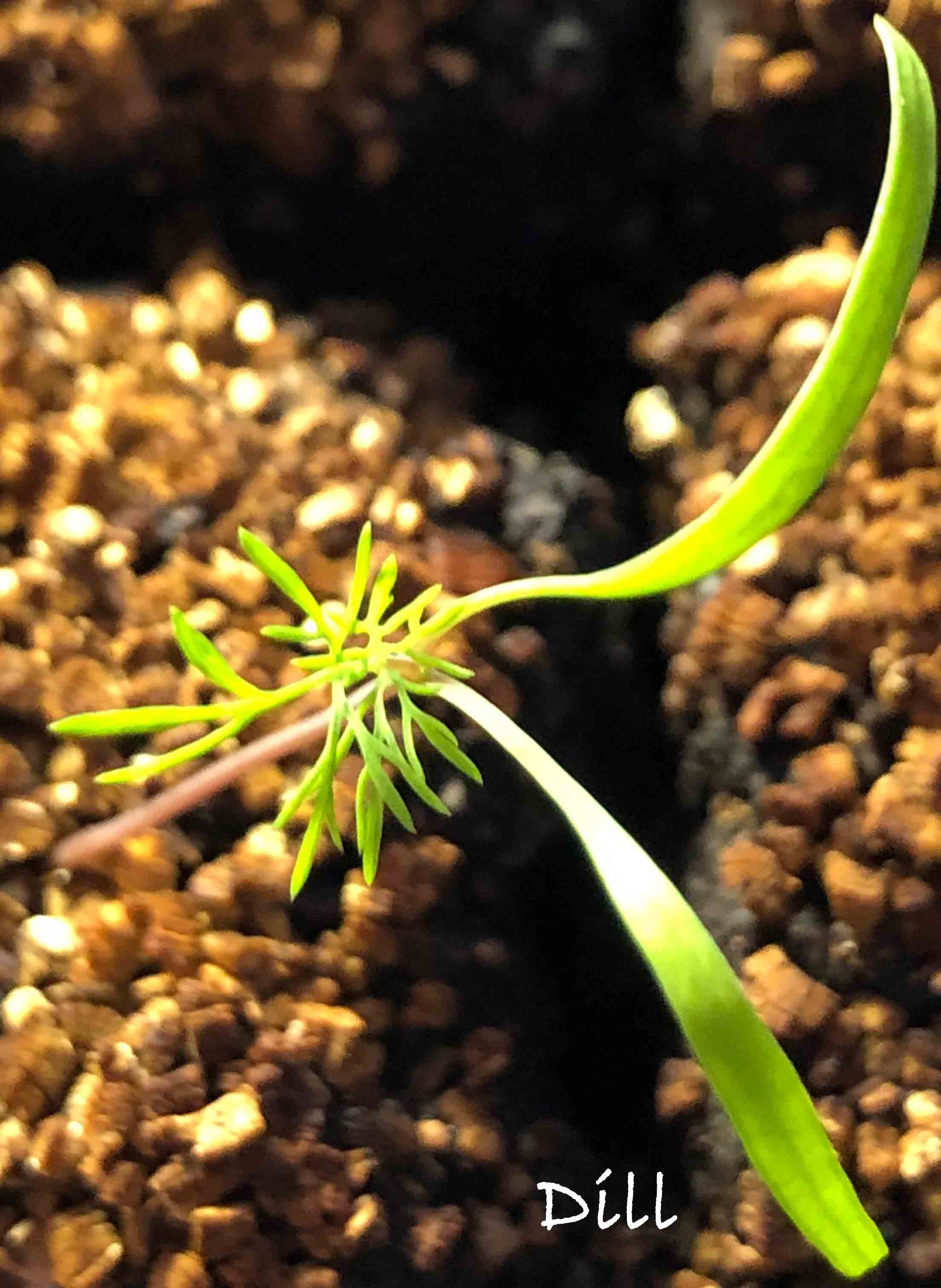 How to successfully grow dill in your garden