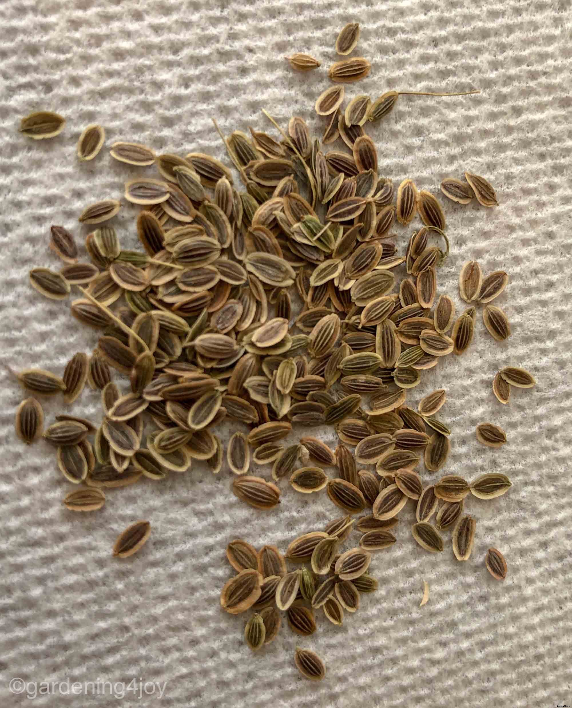 How to successfully grow dill in your garden