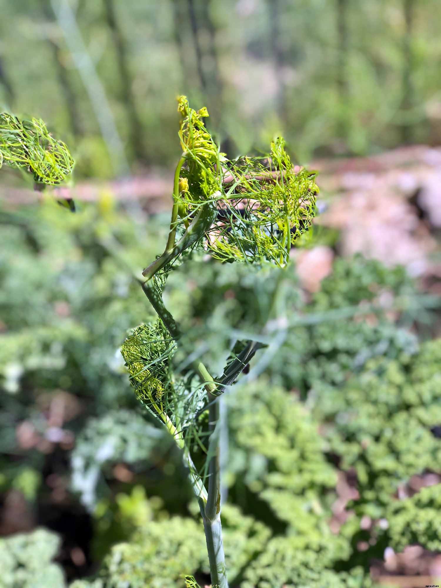 How to successfully grow dill in your garden