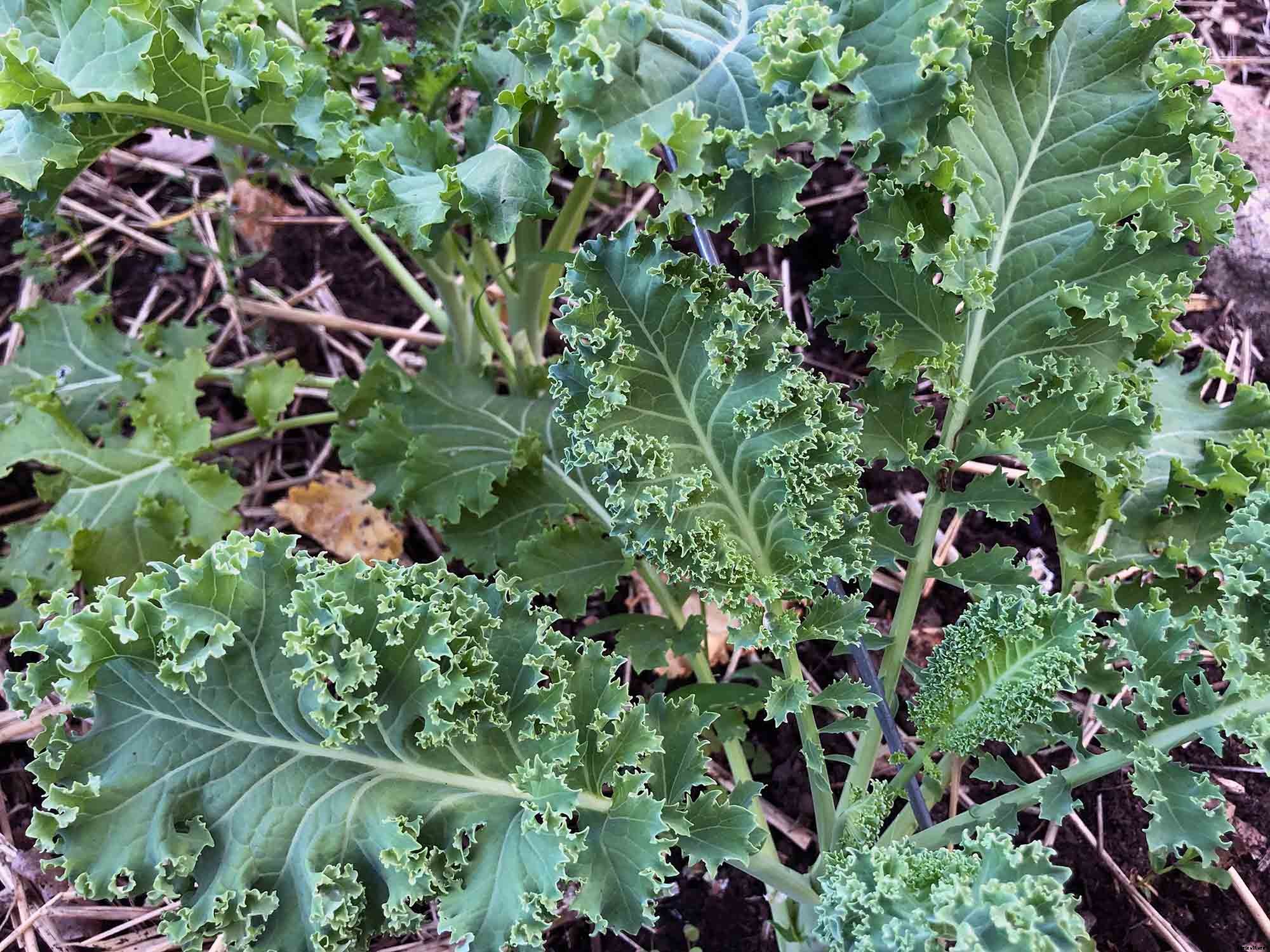 How to successfully grow Kale in your garden