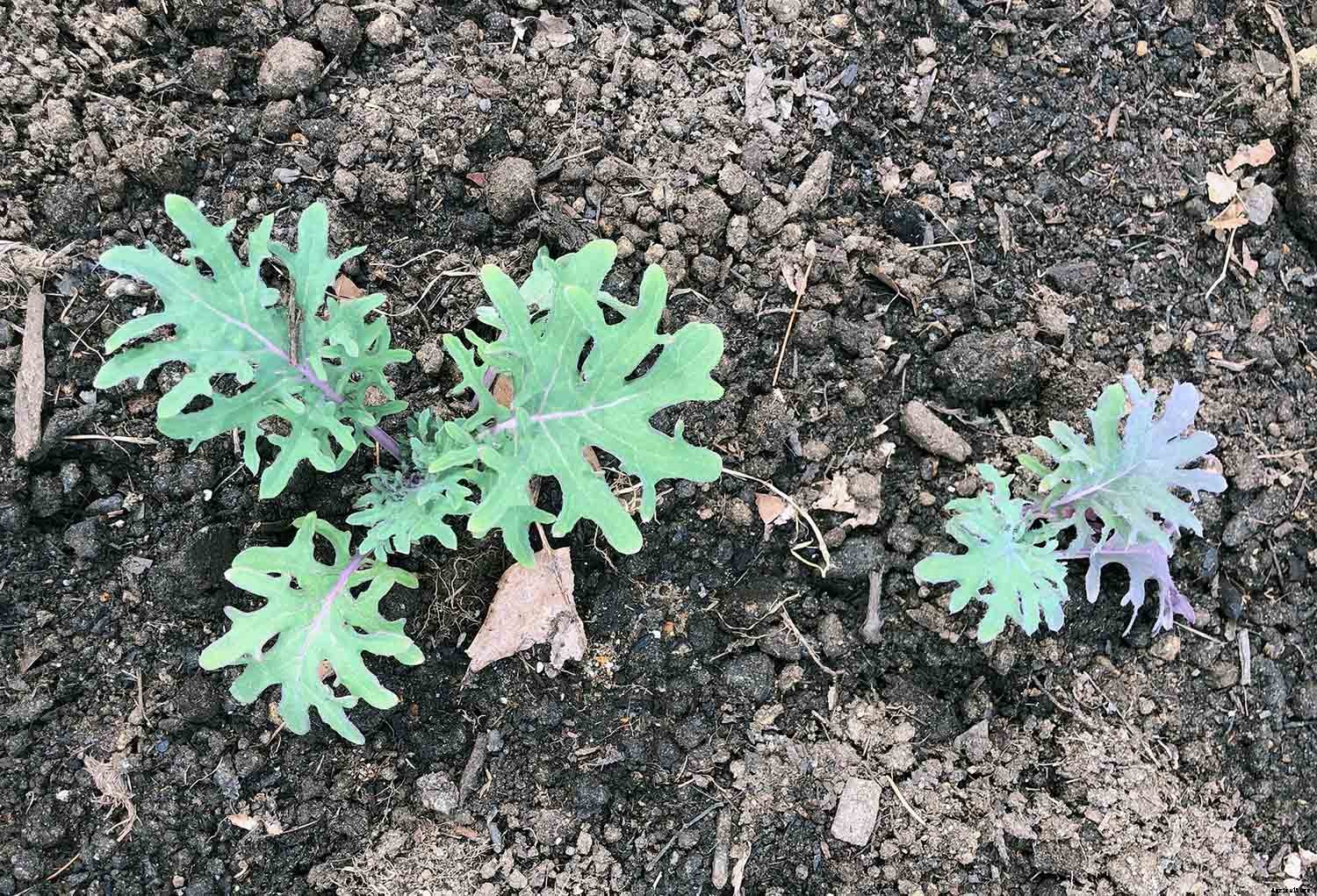 How to successfully grow Kale in your garden