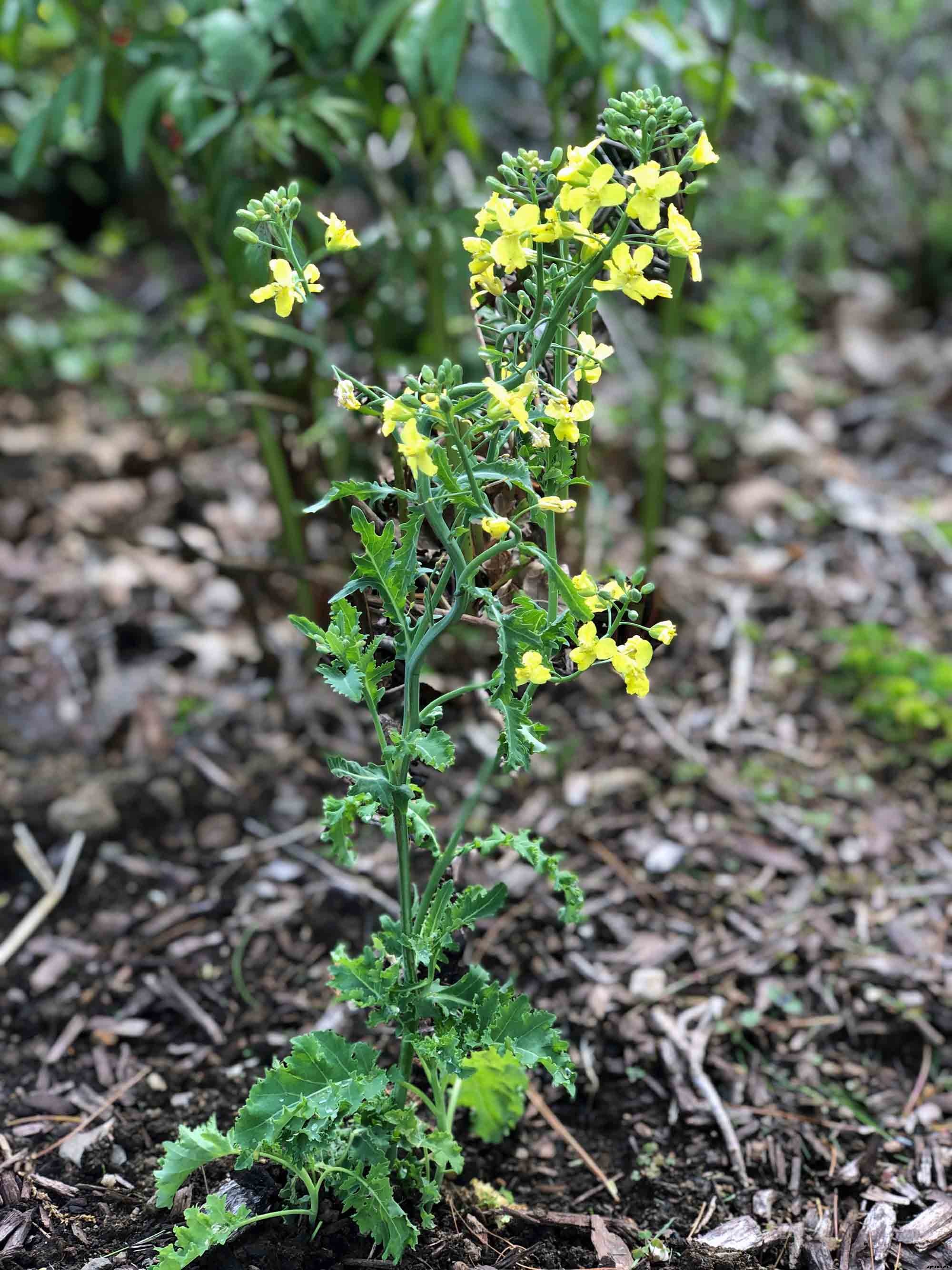 How to successfully grow Kale in your garden