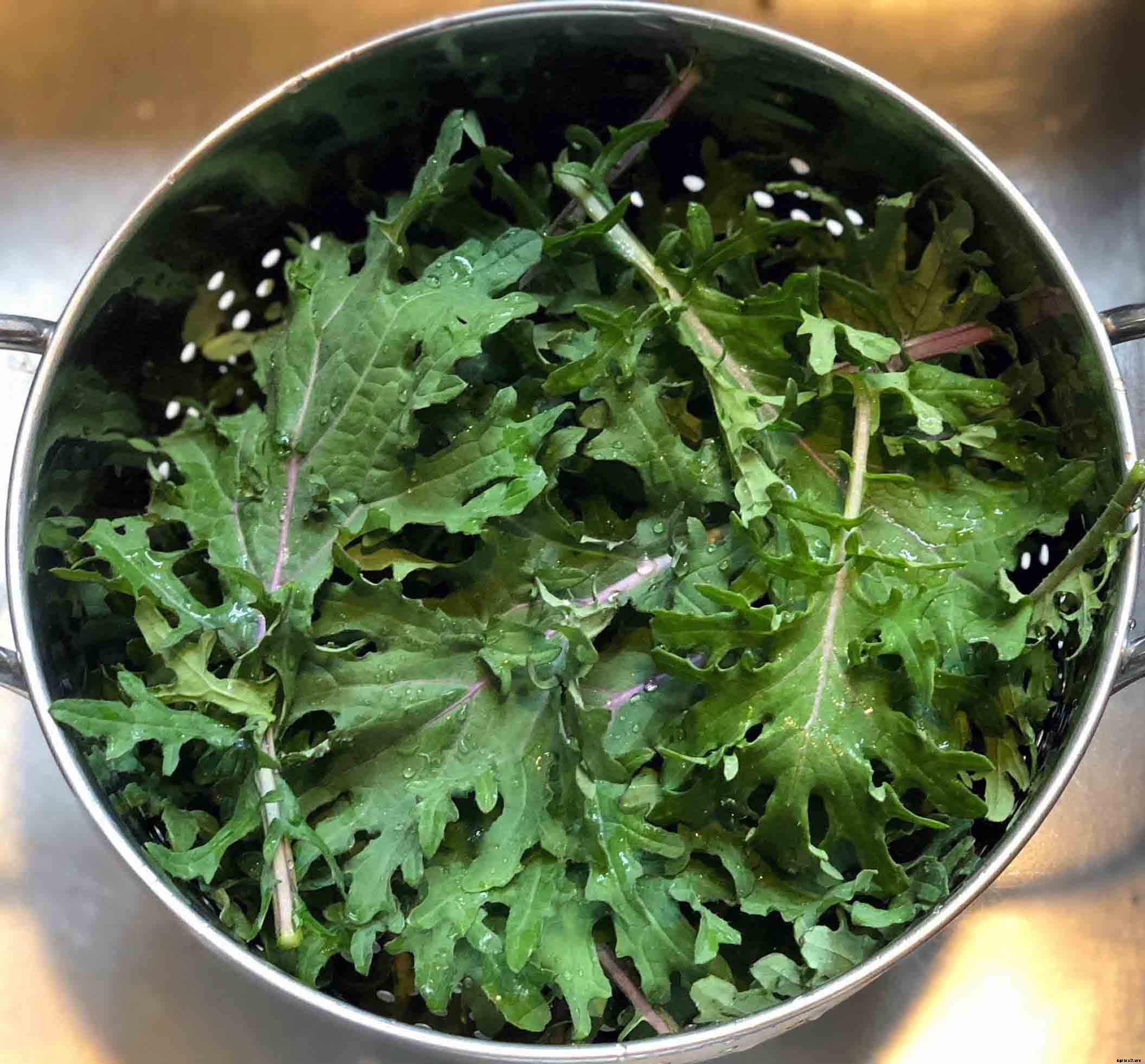 How to successfully grow Kale in your garden