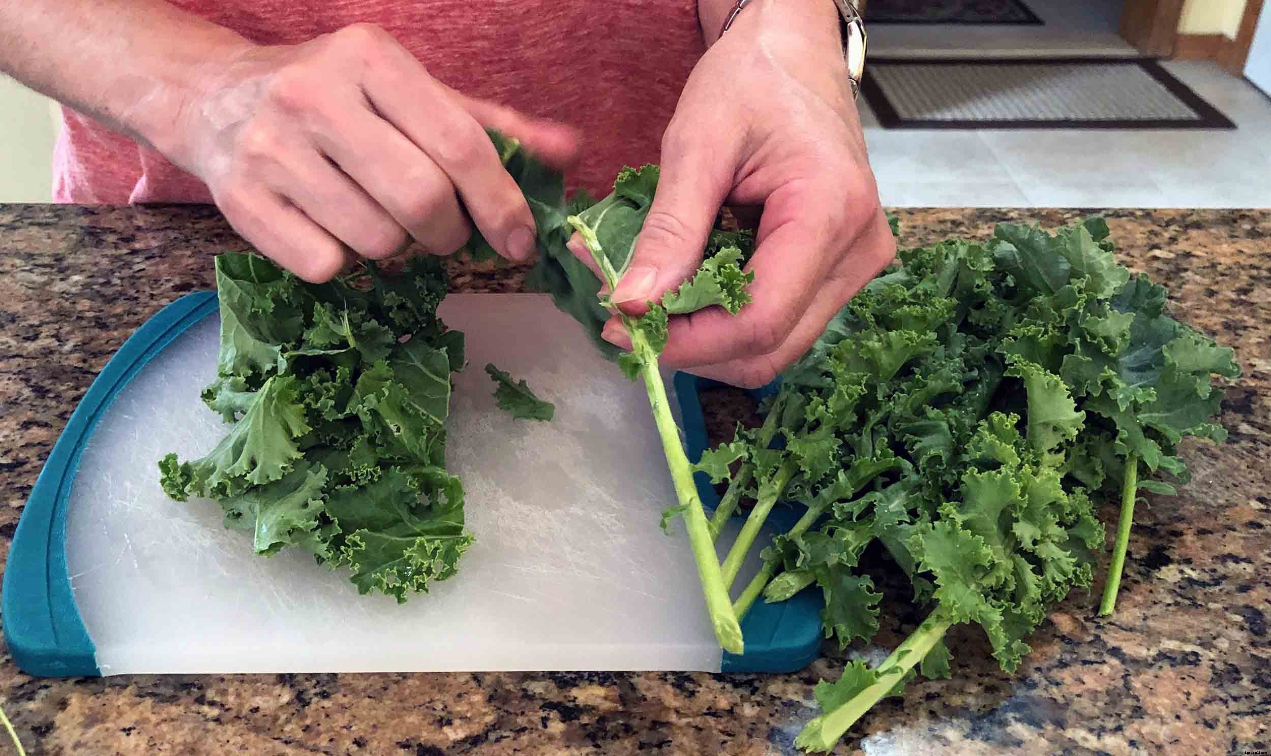 How to successfully grow Kale in your garden