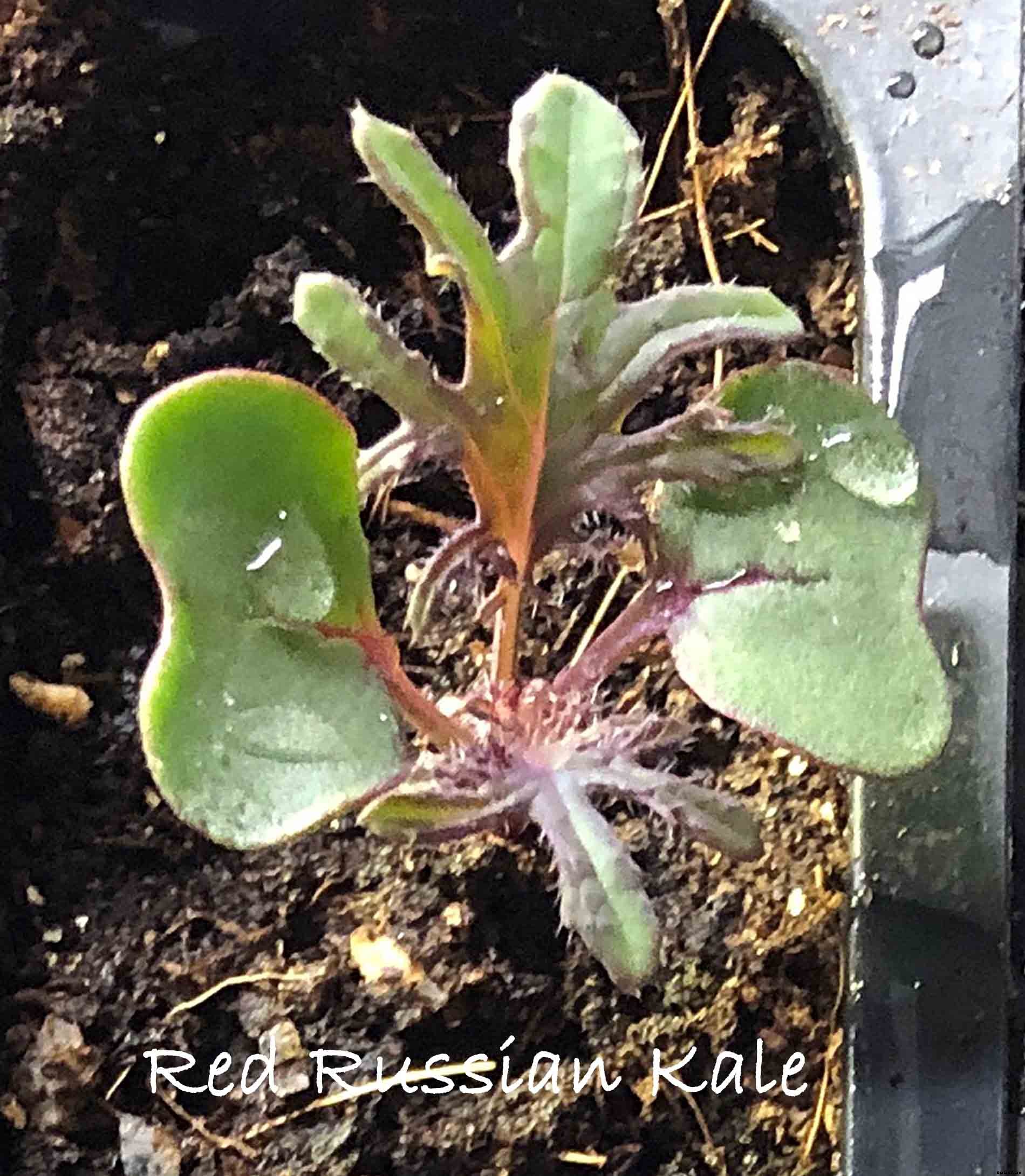 How to successfully grow Kale in your garden