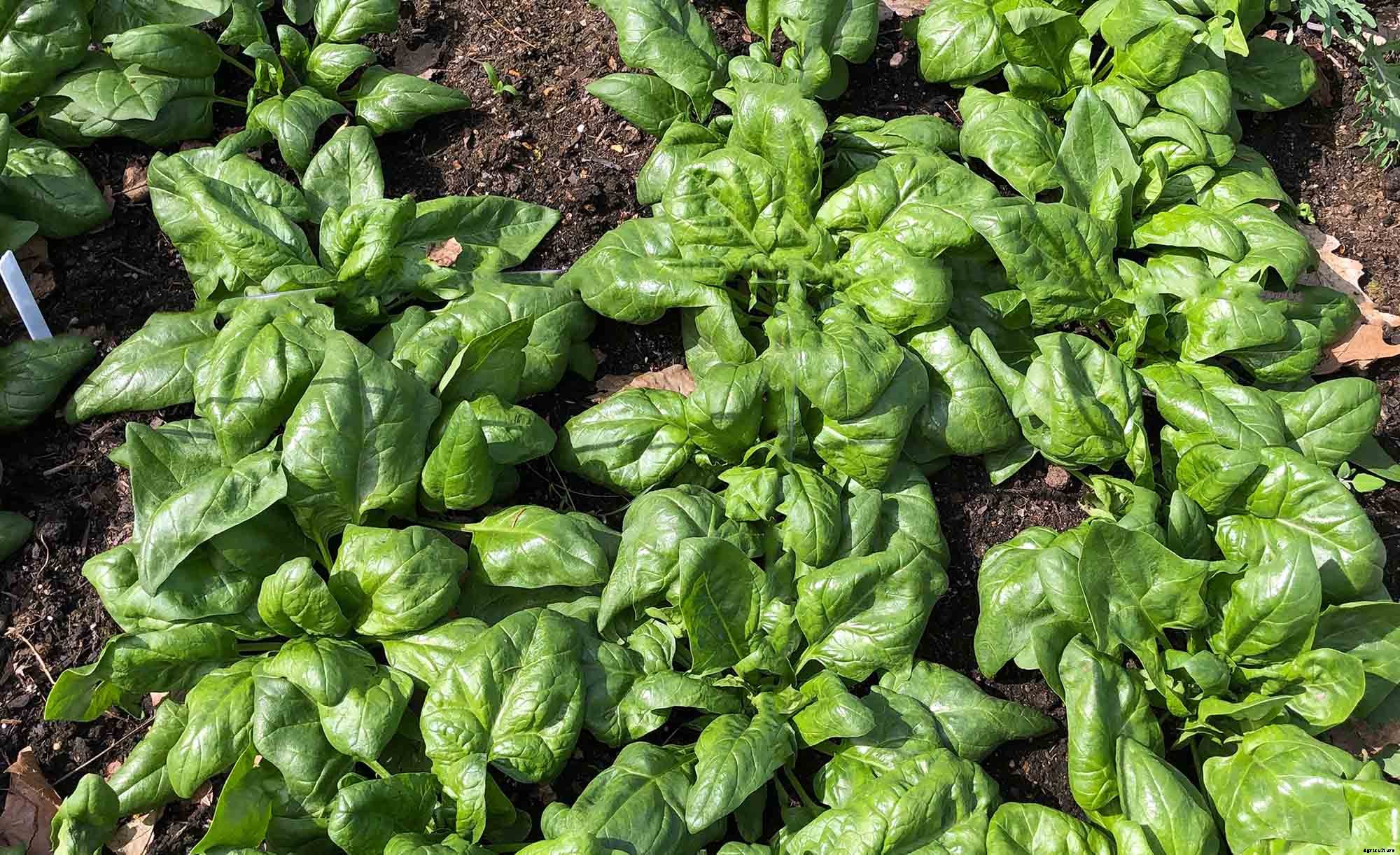 How to successfully grow spinach in your garden