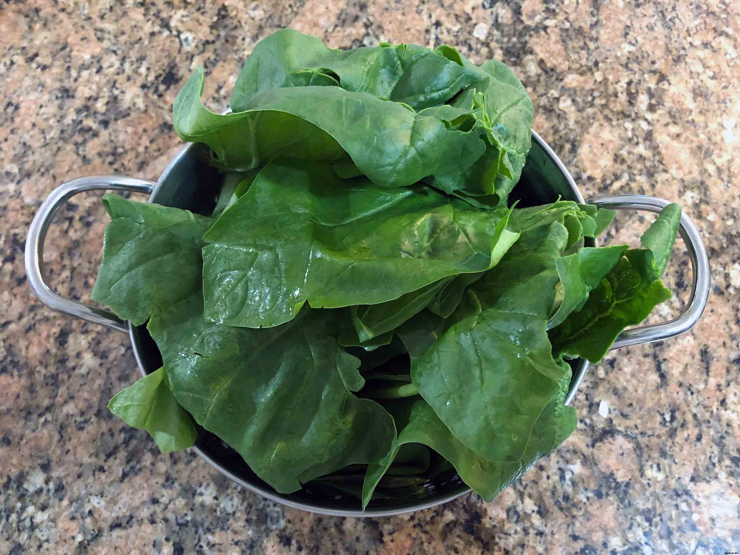 How to successfully grow spinach in your garden