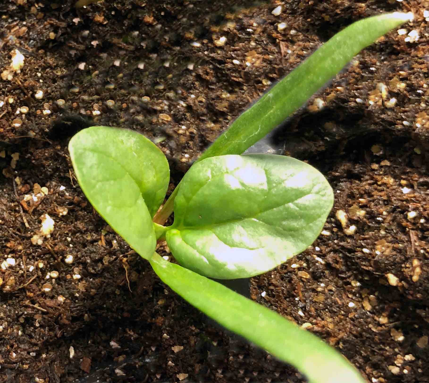 How to successfully grow spinach in your garden