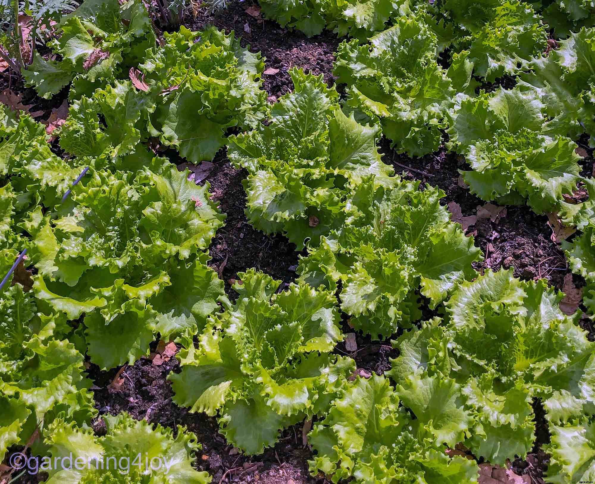 How to successfully grow leaf lettuce in your garden