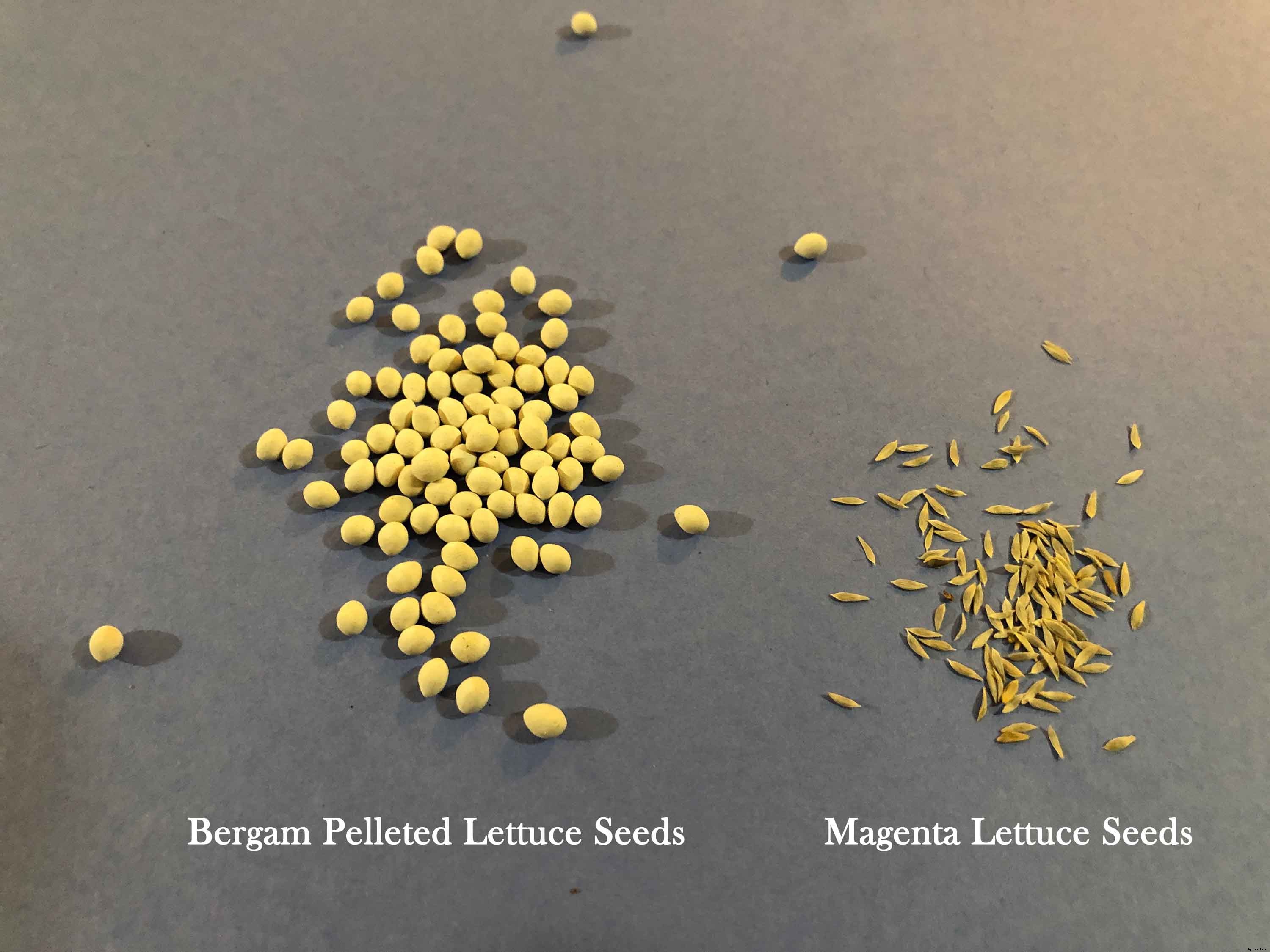 How to successfully grow leaf lettuce in your garden