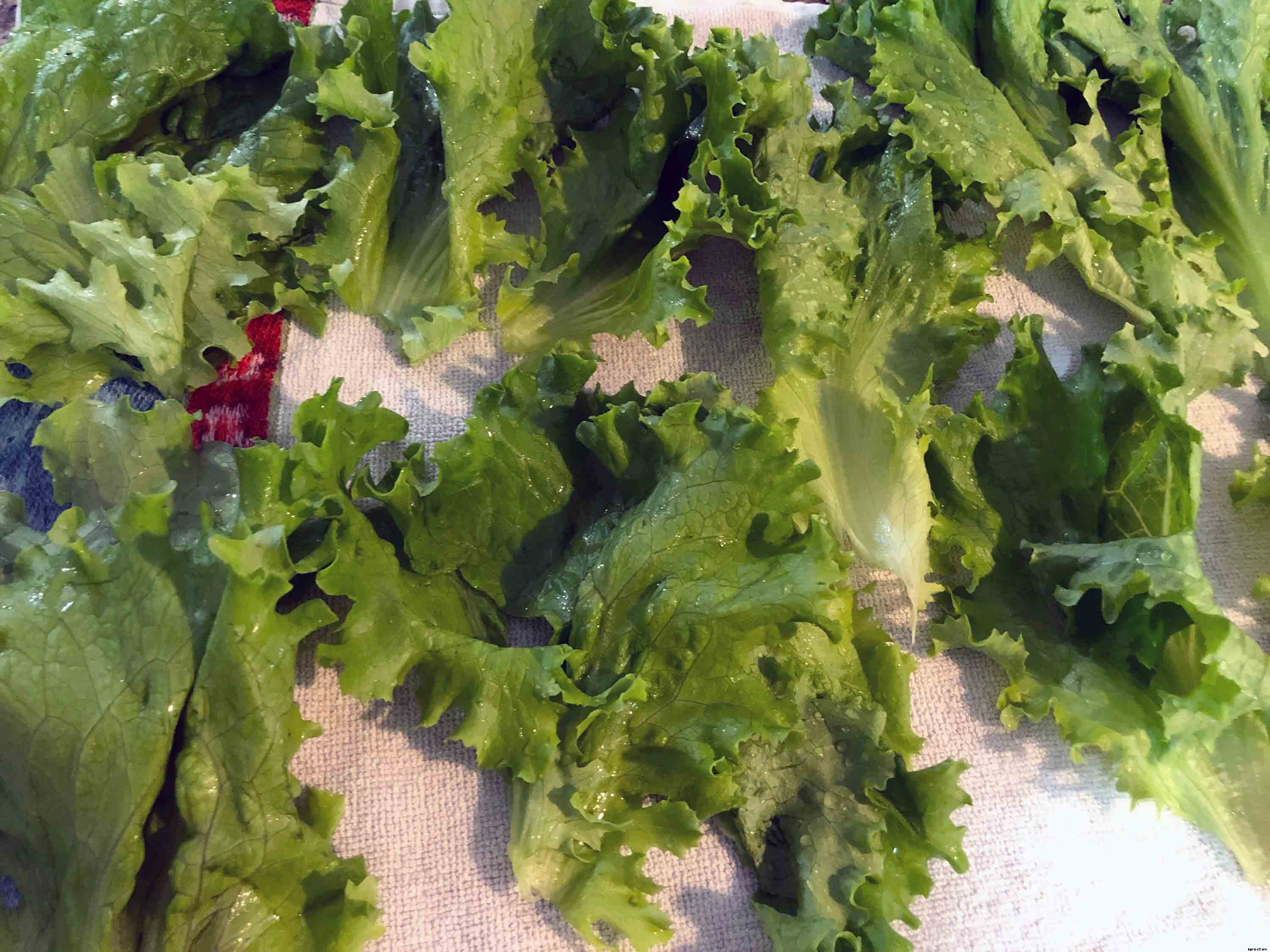 How to successfully grow leaf lettuce in your garden