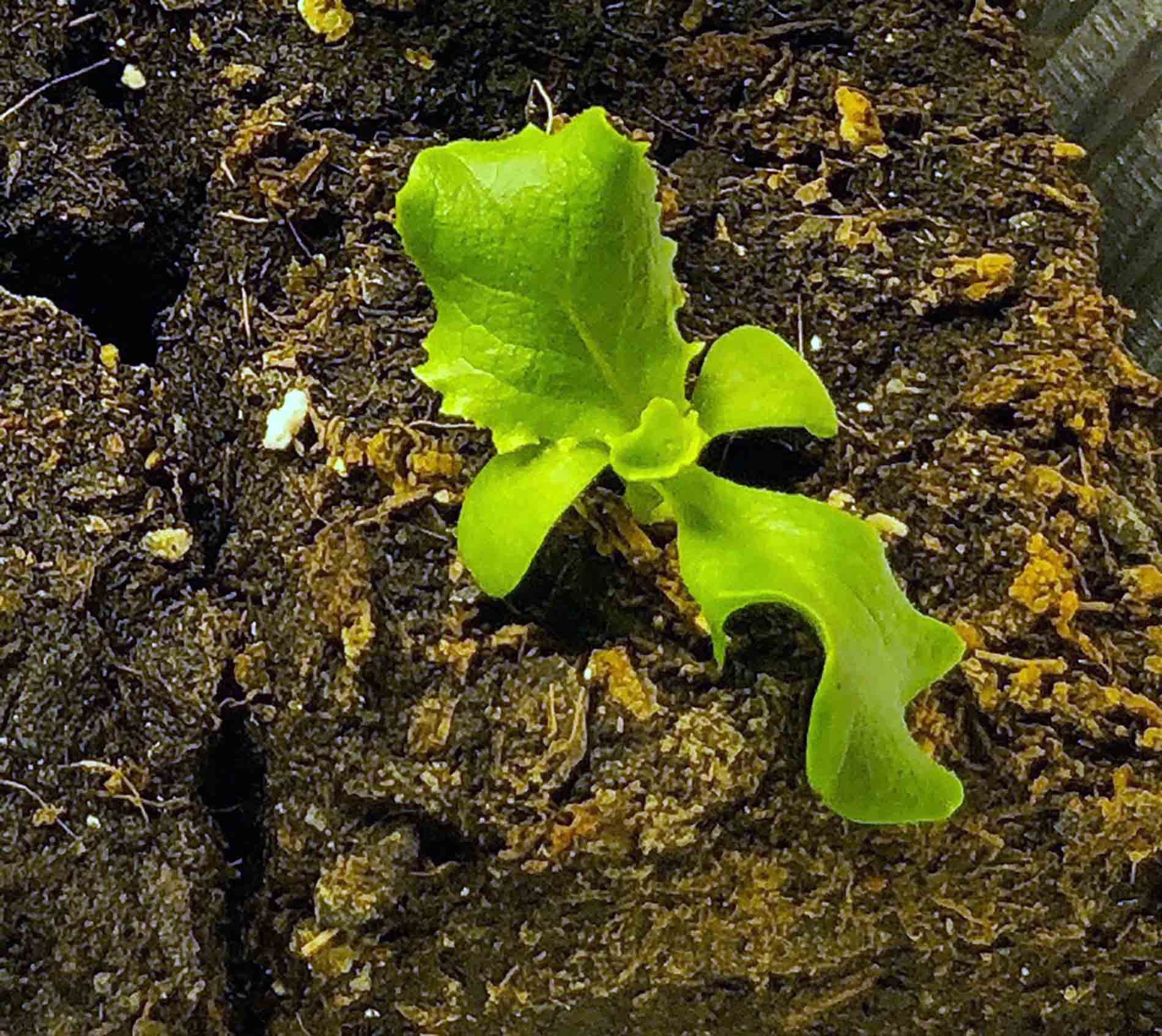 How to successfully grow leaf lettuce in your garden