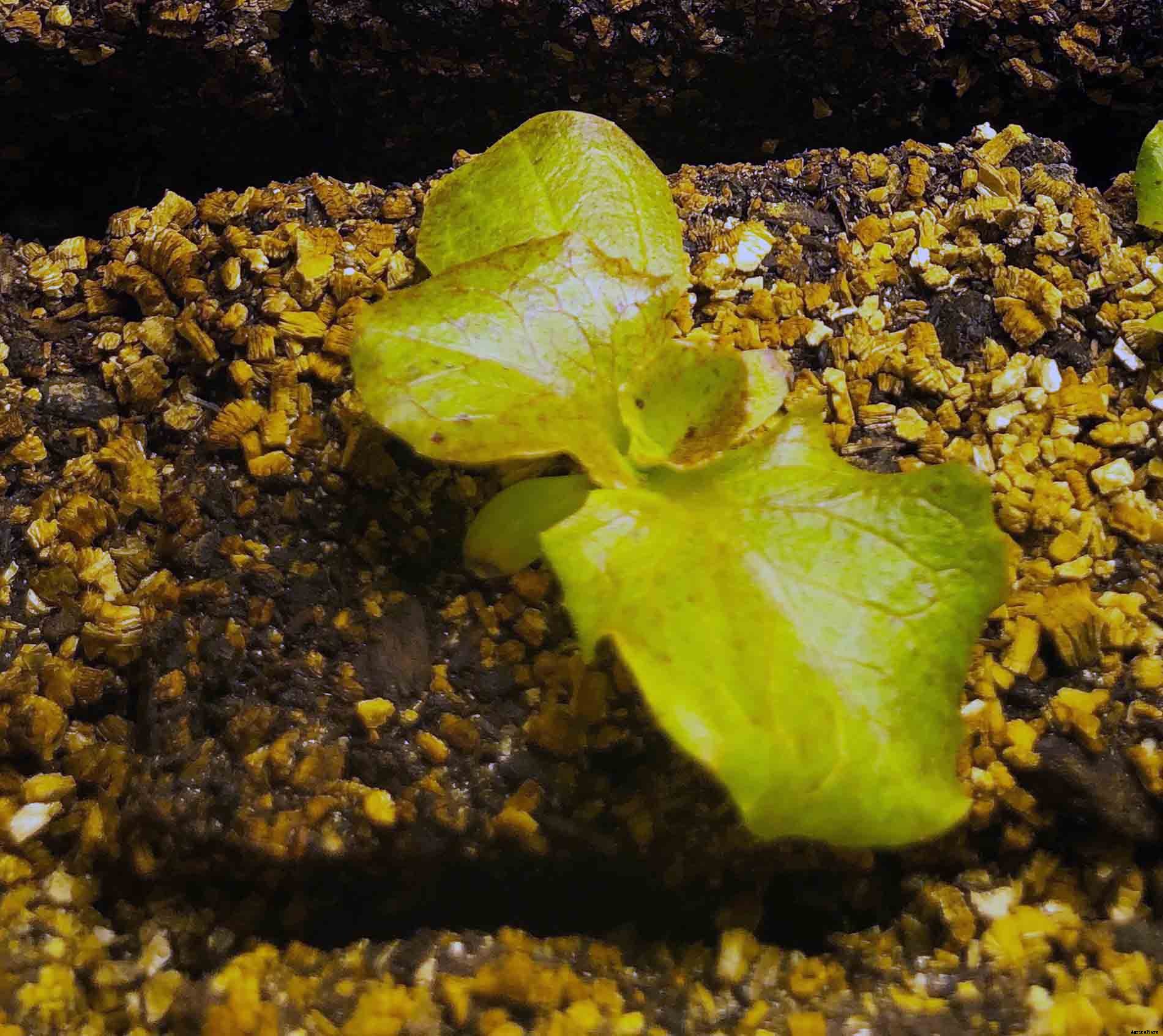 How to successfully grow leaf lettuce in your garden