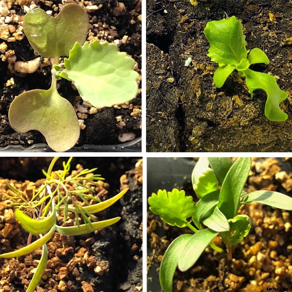 Understanding the difference between Cotyledon and True Leaves