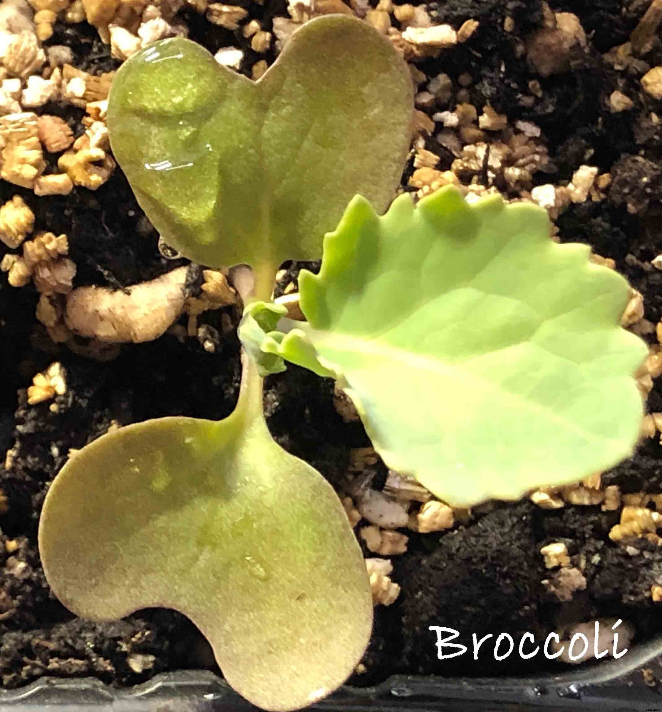 Understanding the difference between Cotyledon and True Leaves